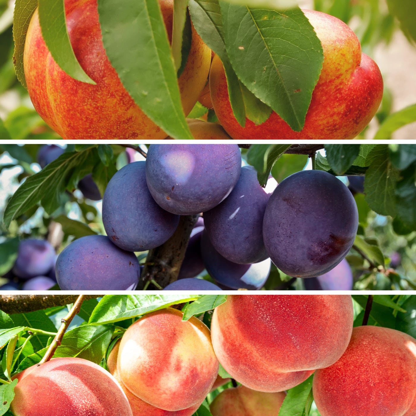 Collage of peaches, plums, and nectarines on trees