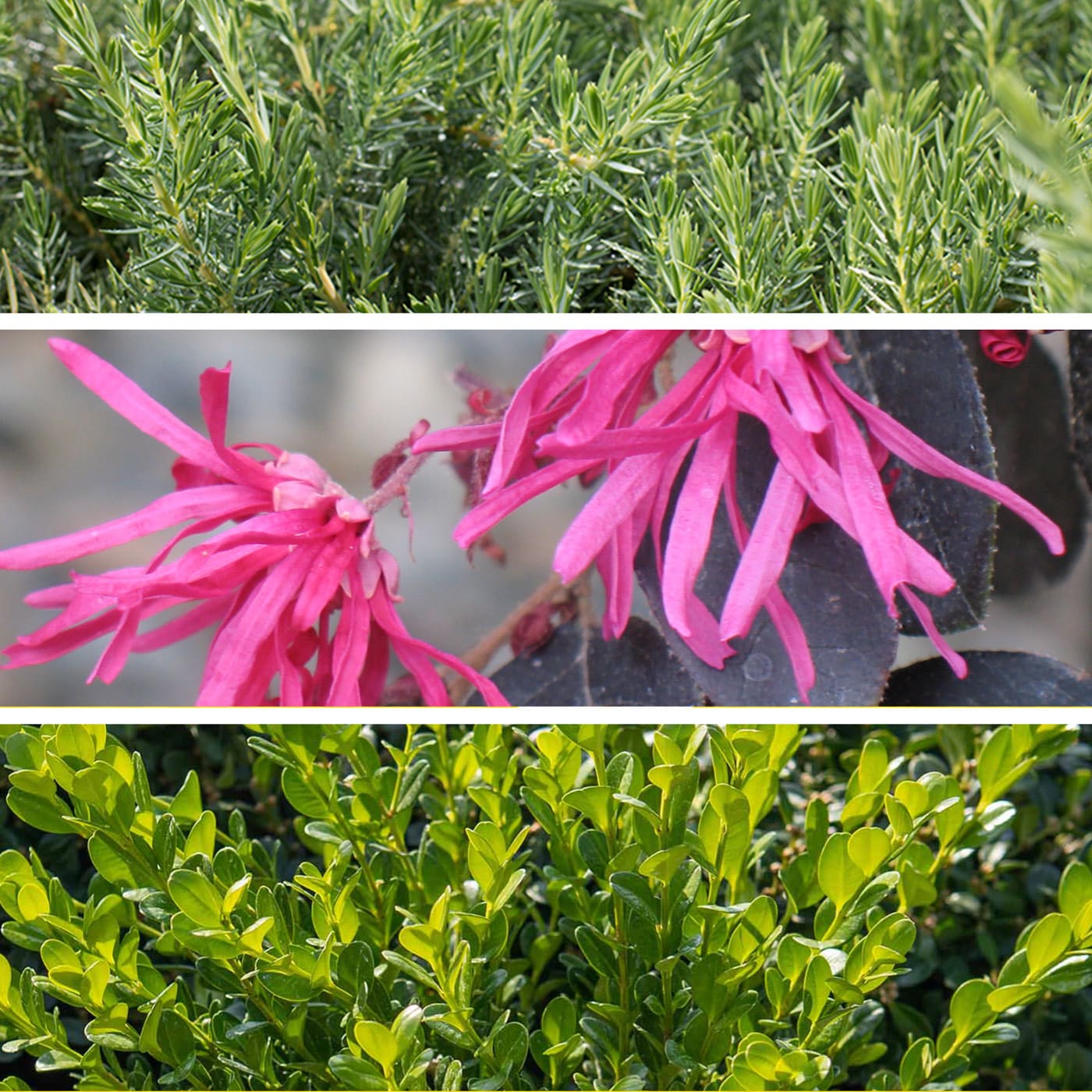 Three-panel collage of plants: needle-like leaves, pink dangling flowers, and dense green shrubbery