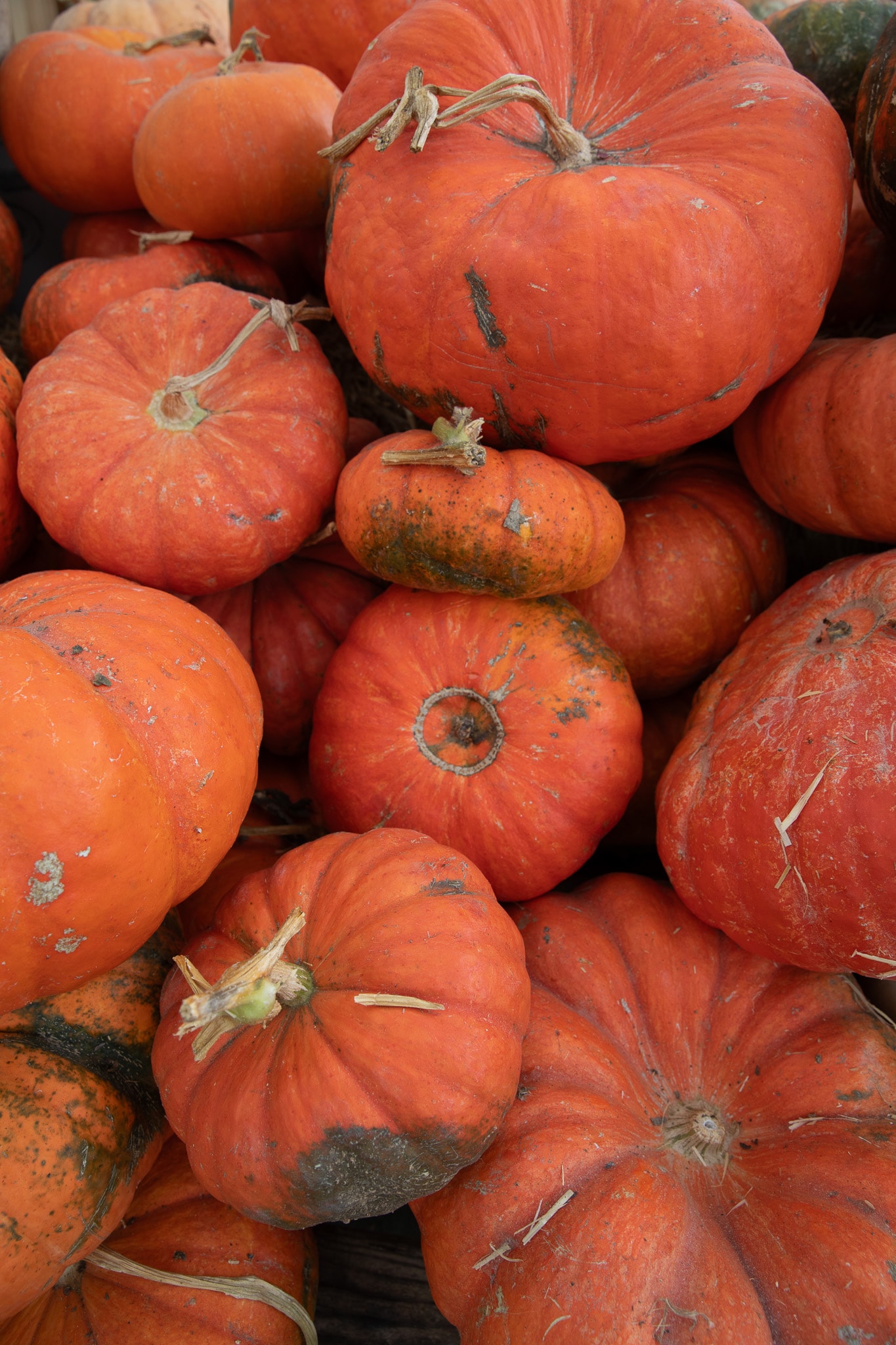 A pile of vibrant orange pumpkins with varying sizes and textures