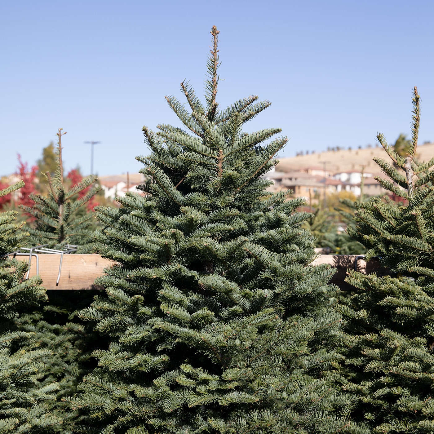 Evergreen trees with a blurred background of a hilly residential area
