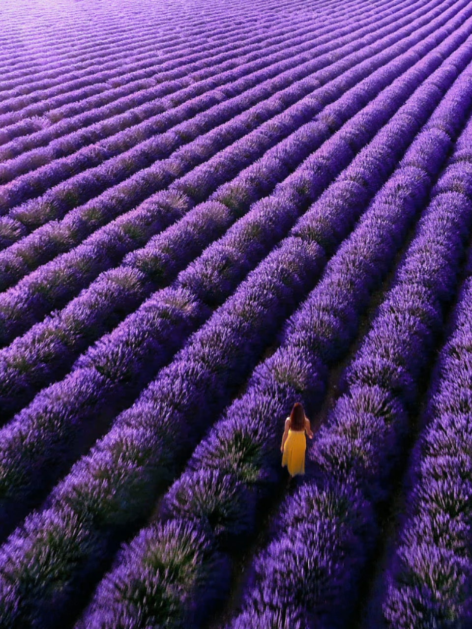 Person in yellow walking through a vast purple lavender field