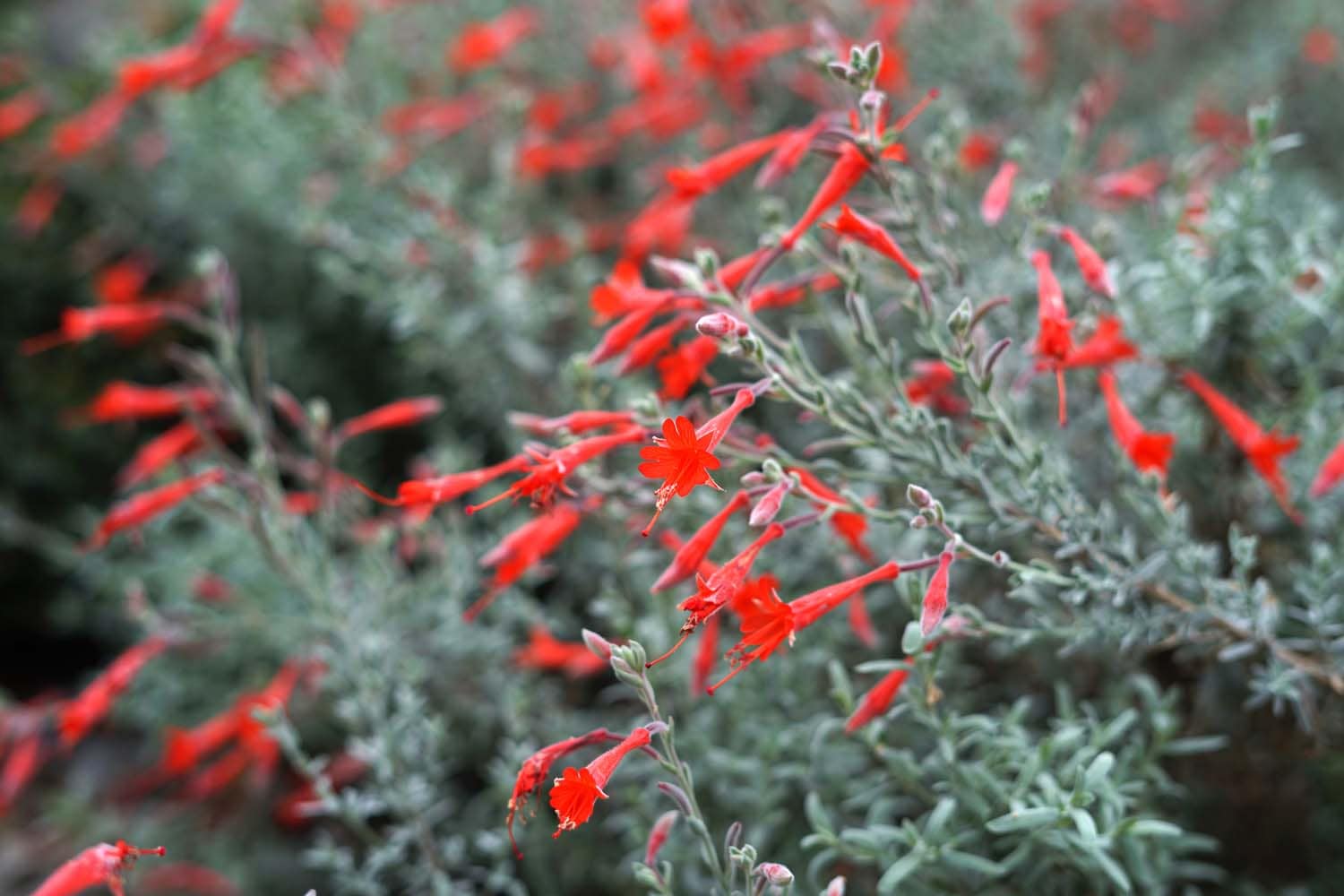 Vibrant red flowers on silvery-green foliage