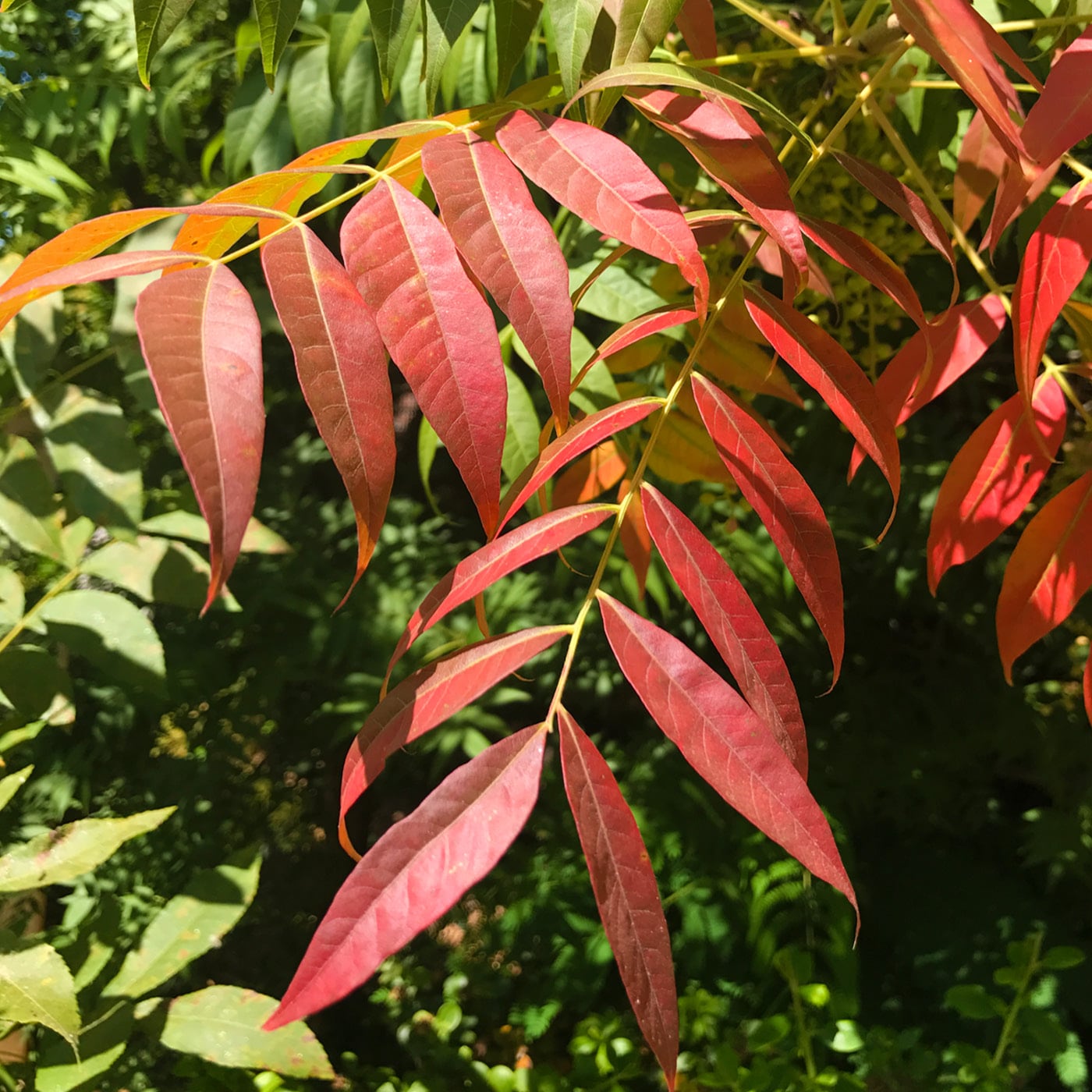 Bright red leaves against a lush green background in sunlight