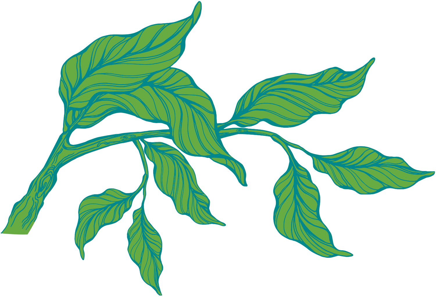 Illustration of a green plant with detailed leaves on a branch