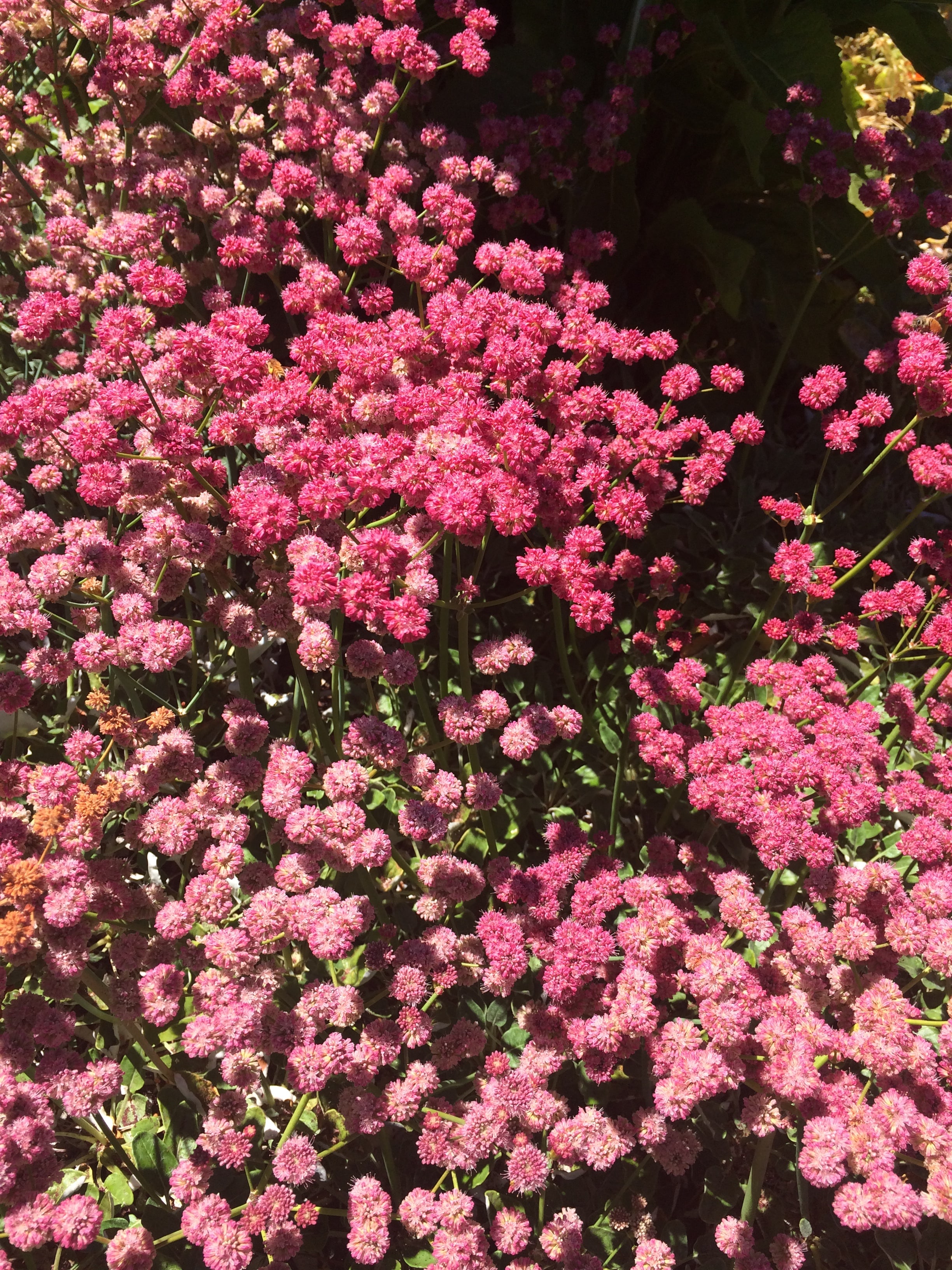 A cluster of small pink flowers blooming in bright sunlight