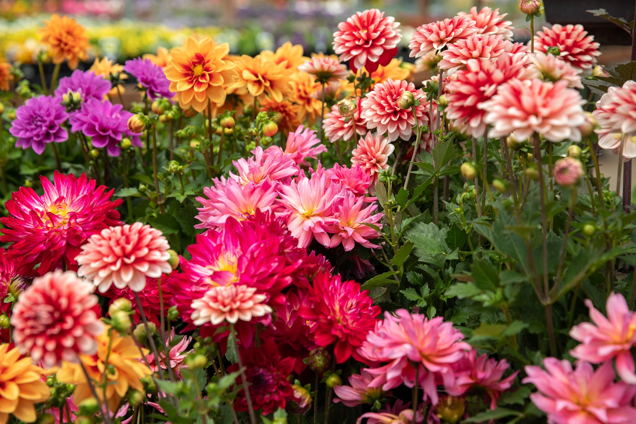 Green Acres Nursery & Supply