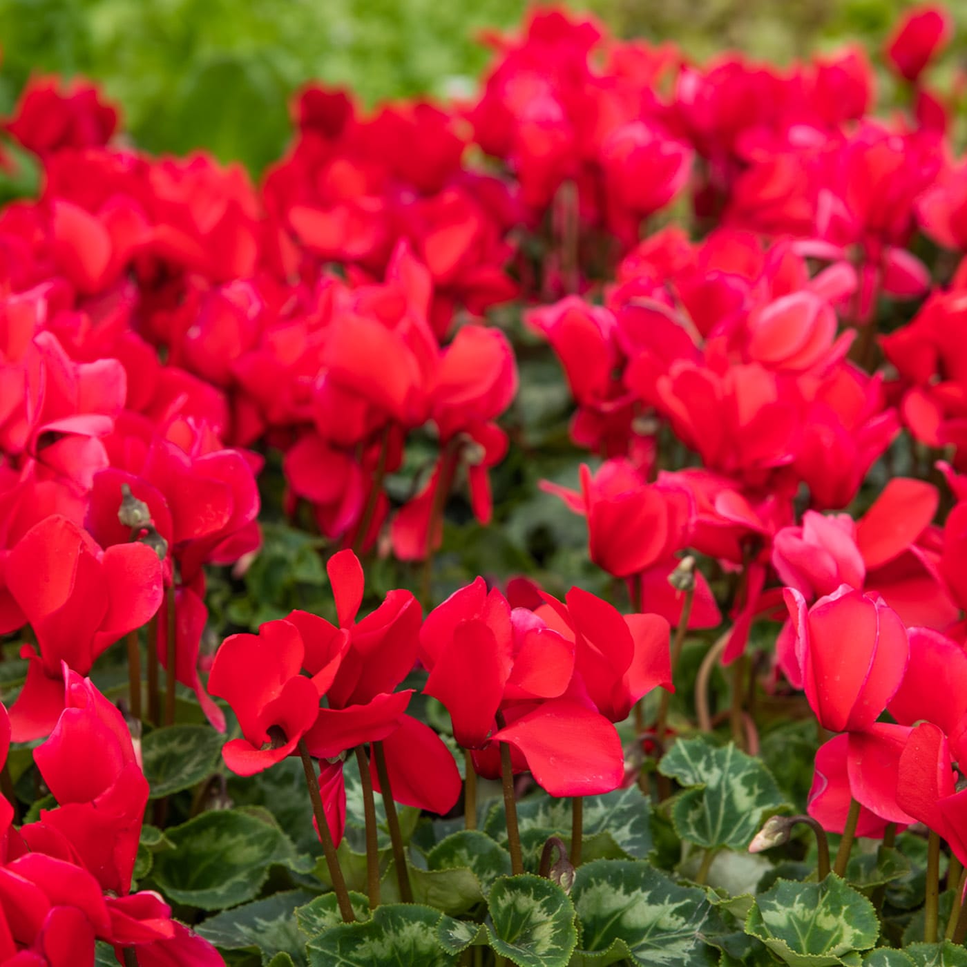 A cluster of vibrant red cyclamen flowers with green leaves
