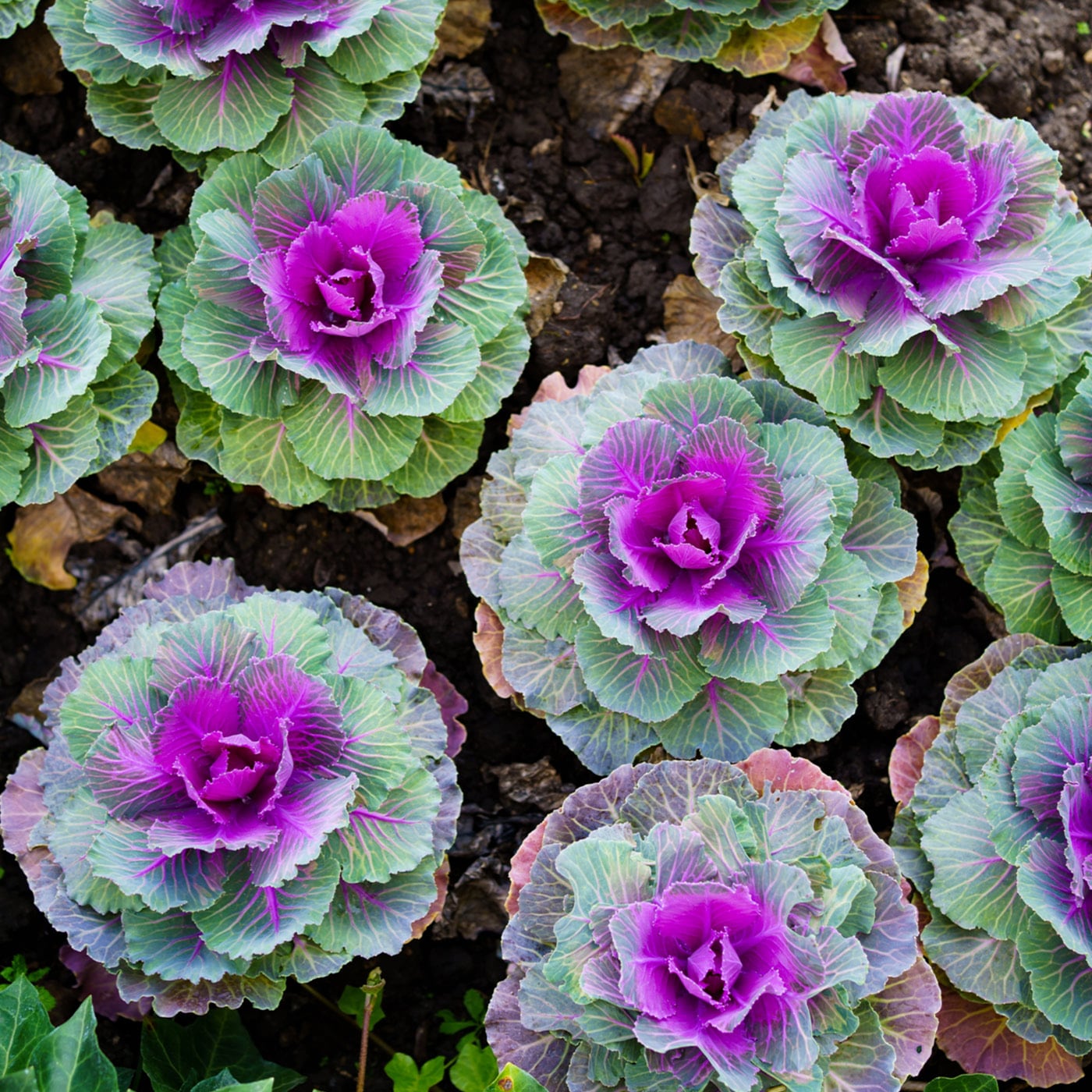 A cluster of colorful ornamental cabbages with purple and green leaves