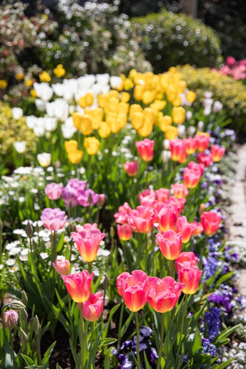 Colorful tulips and mixed flowers blooming in a vibrant garden path