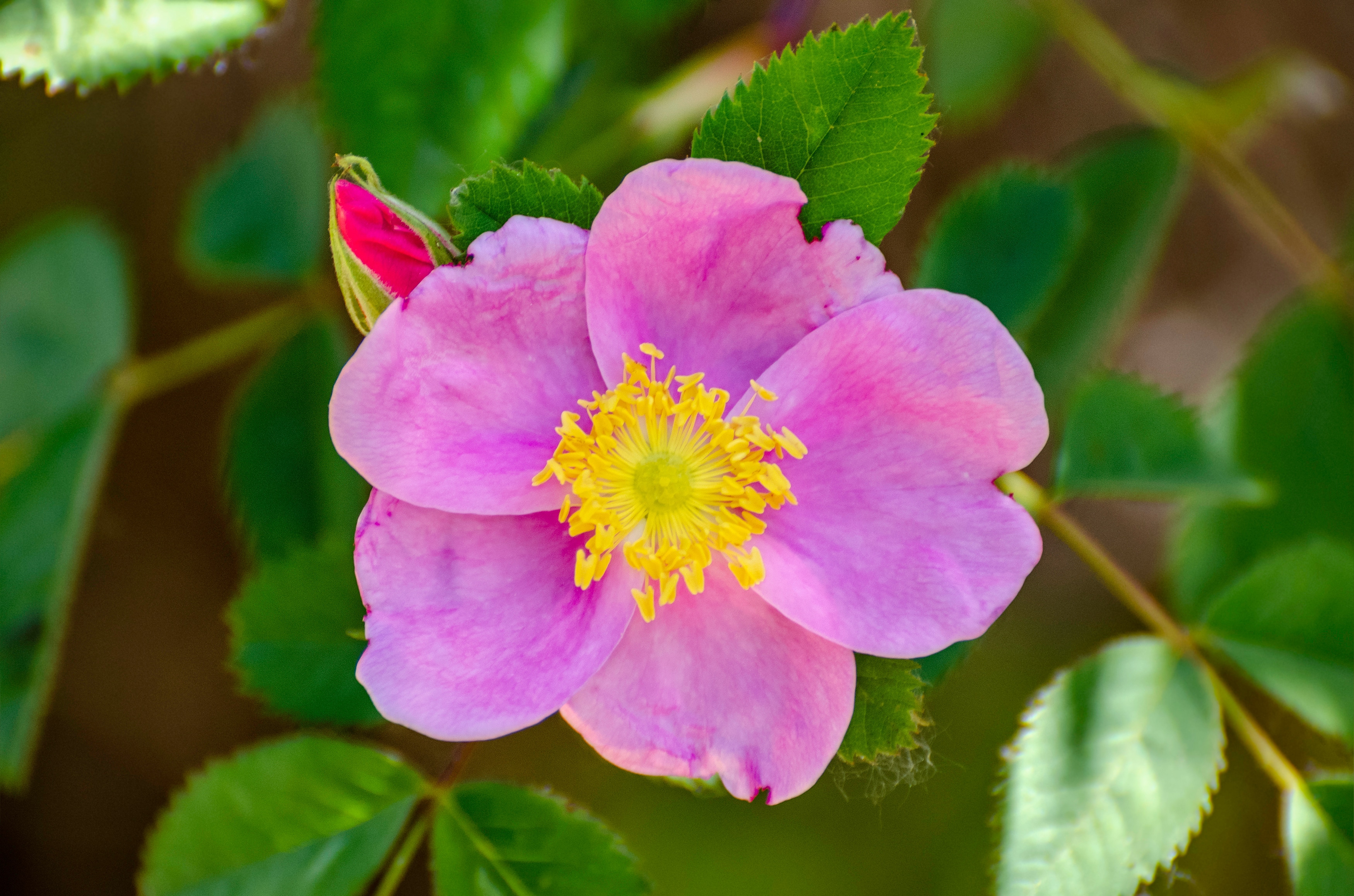 Pink wild rose with yellow center, green leaves, and a red bud on top
