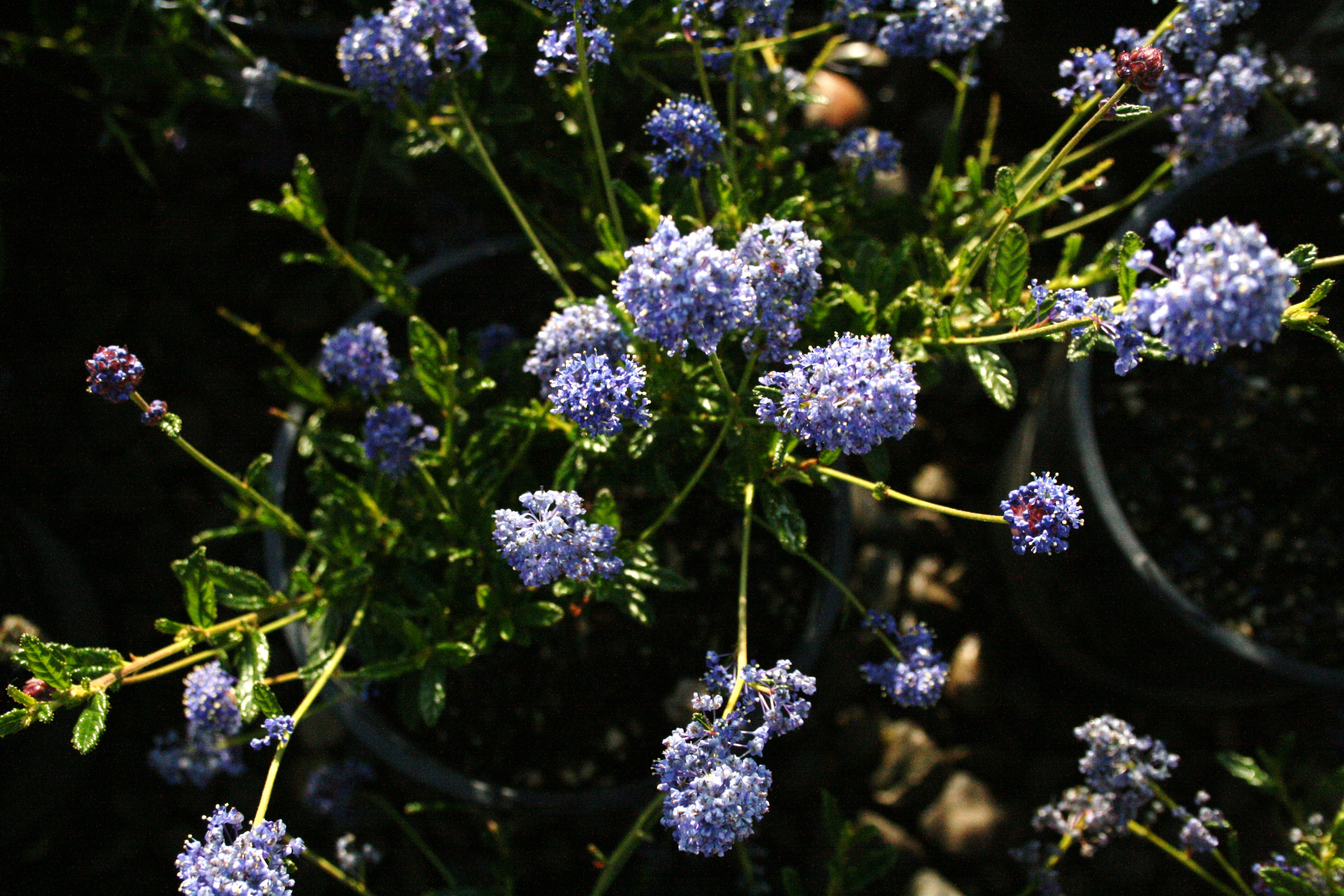 Close-up of small purple flowers in sunlight with dark background
