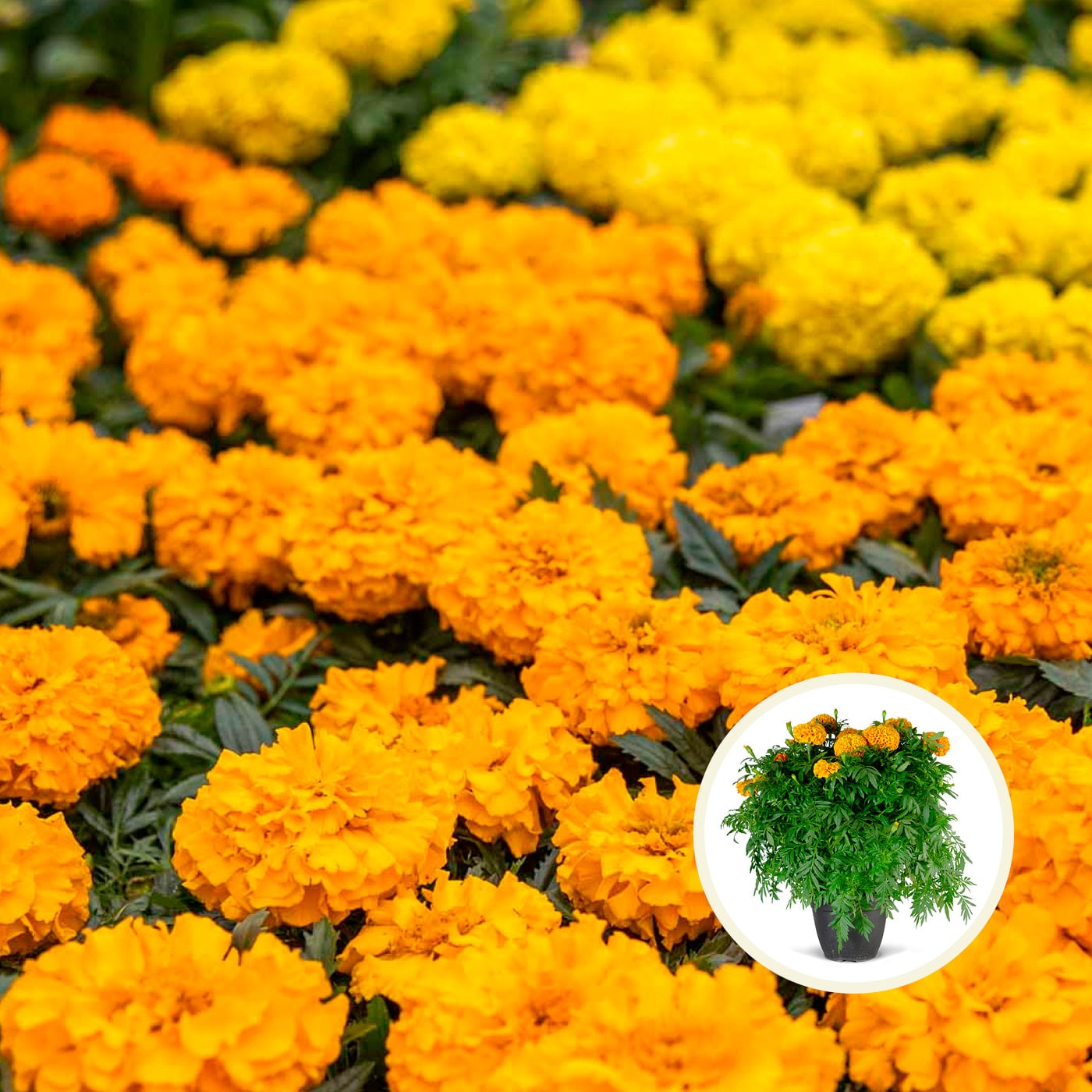 Field of vibrant orange marigolds with a small inset image of a parsley plant