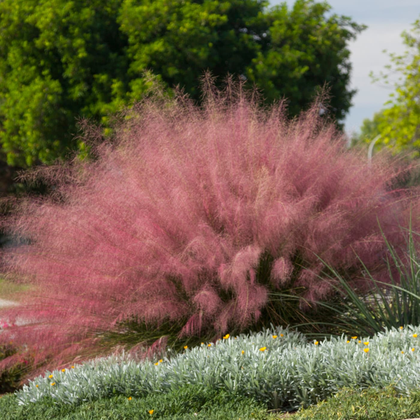 Pink Muhly grass blooming vibrantly in a garden setting