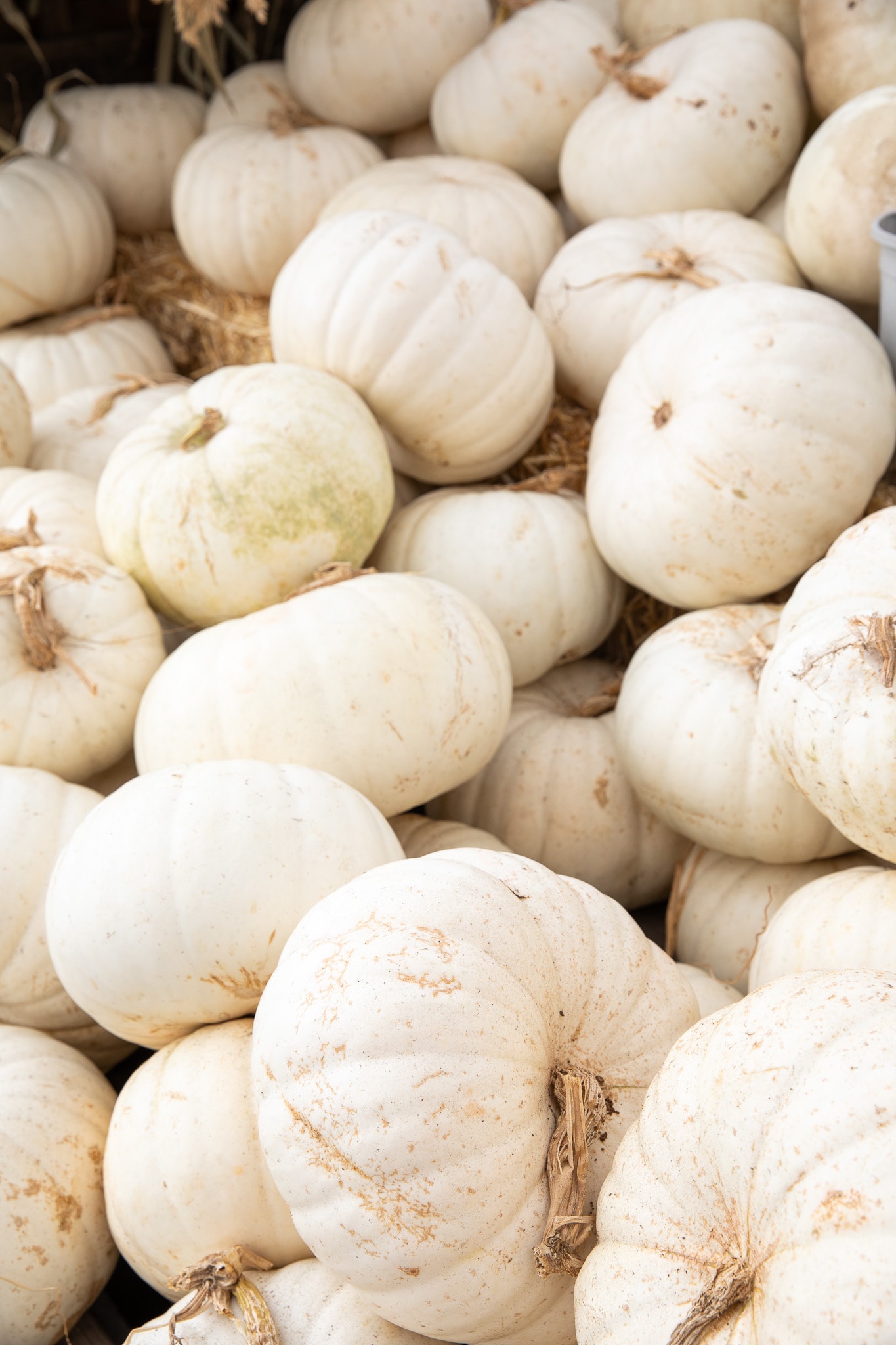 Heap of fresh white pumpkins at a market