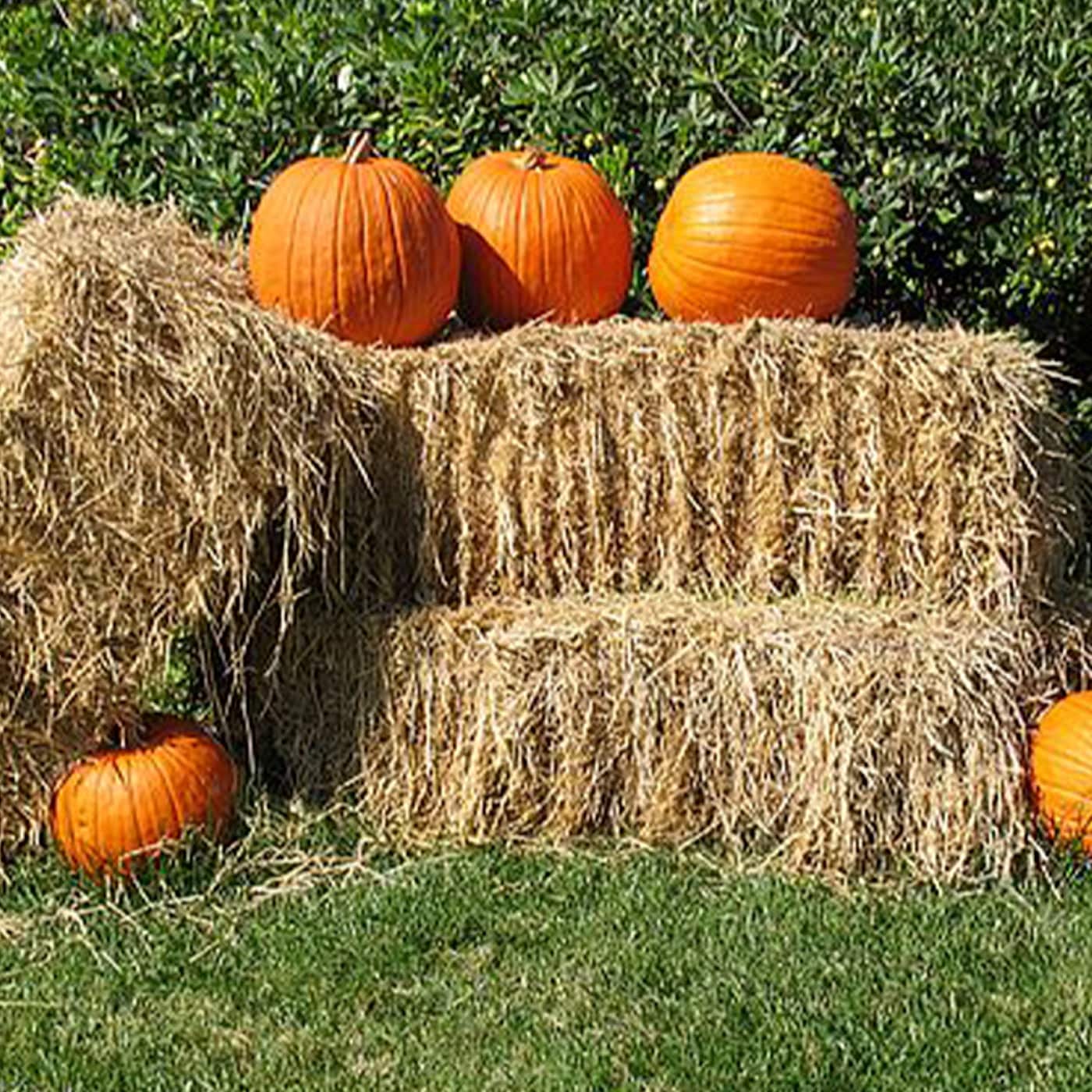 Pumpkins on and around hay bales with a green hedge background