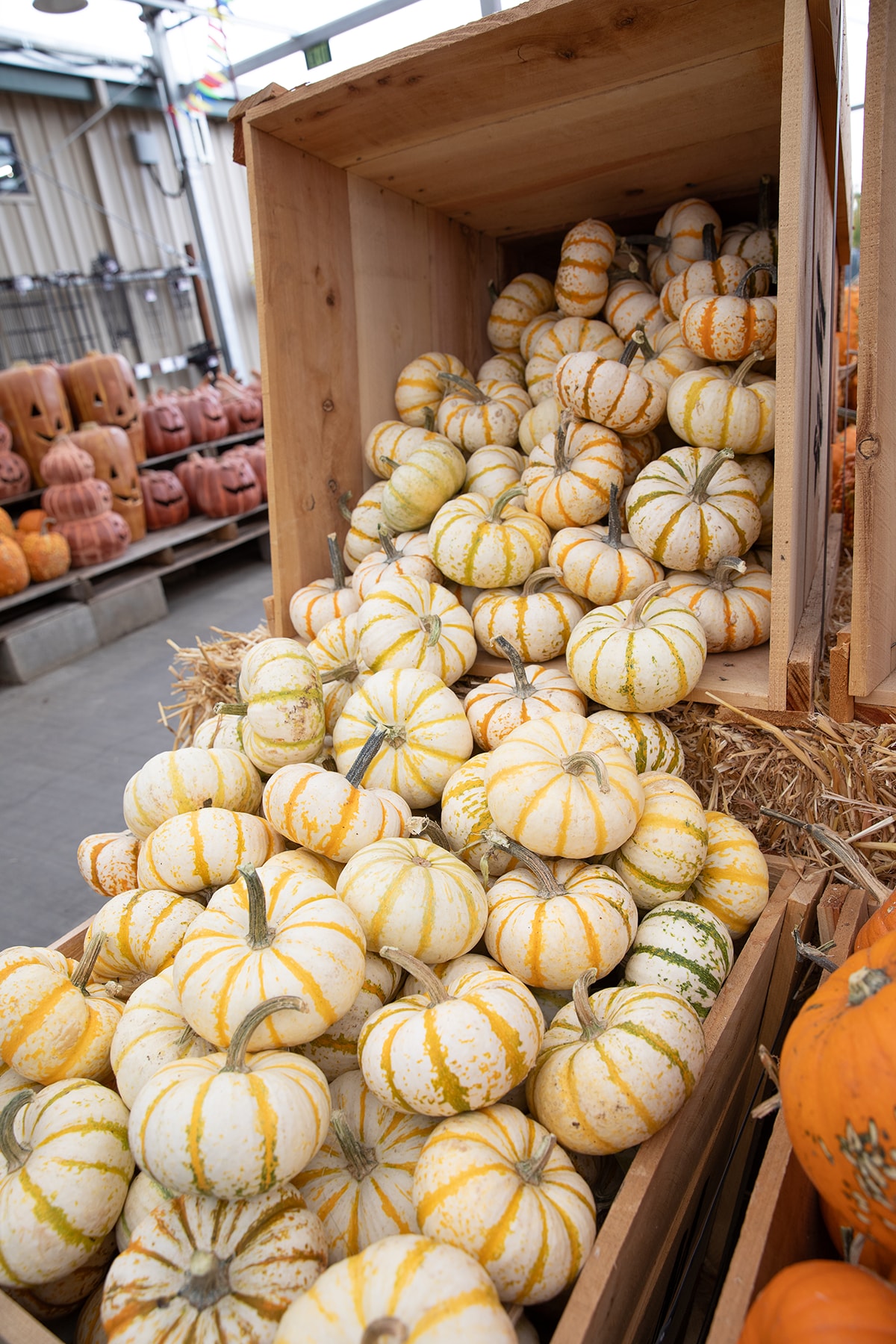 A wooden crate filled with white and green striped pumpkins at a market