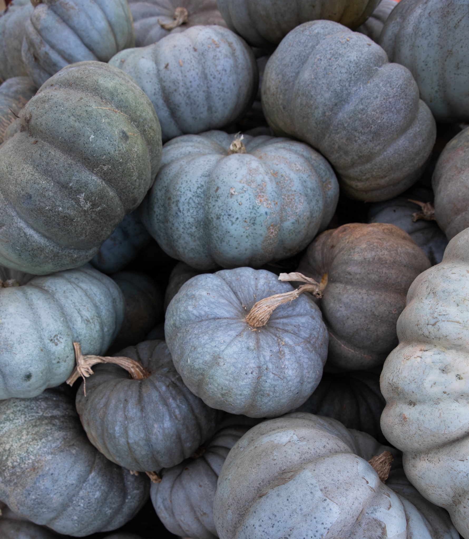 A pile of grey-blue pumpkins tightly clustered together