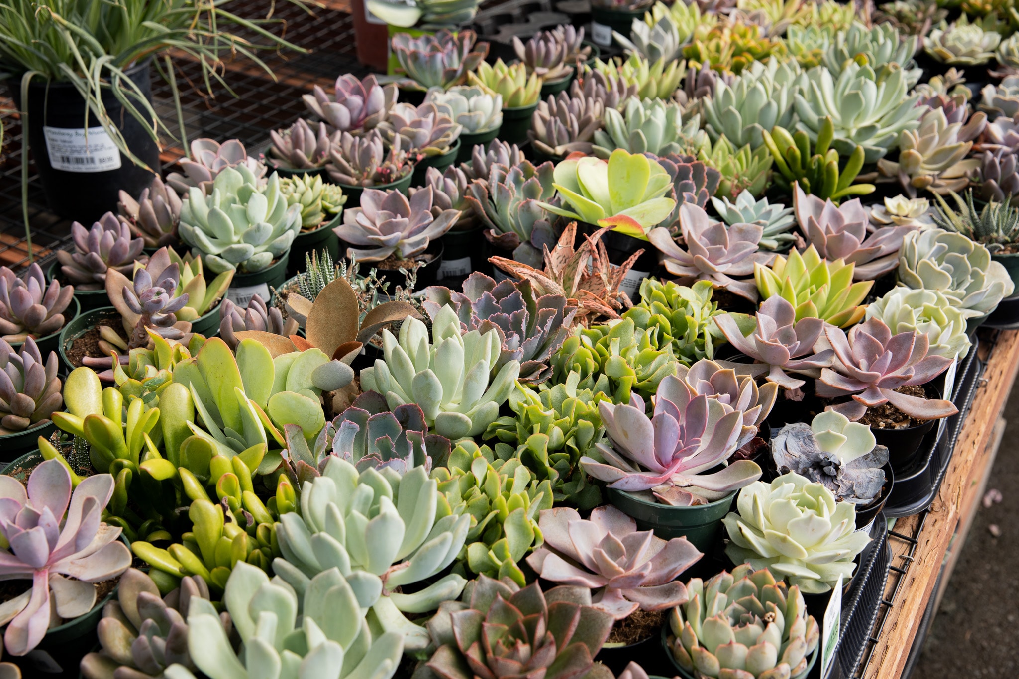 Assorted succulent plants in a nursery display