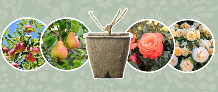 Collage of gardening images: various fruits, a garden tool, and different flower types