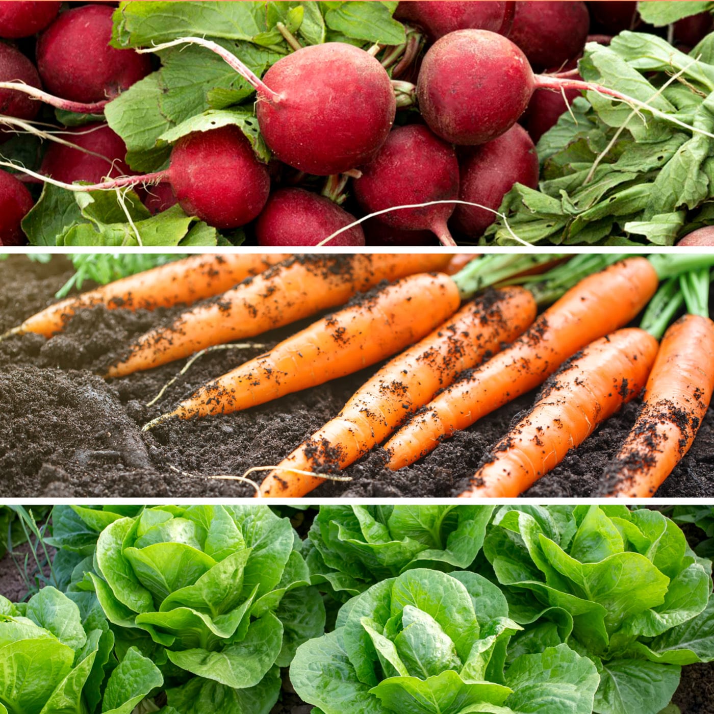 Collage of fresh radishes, carrots, and lettuces