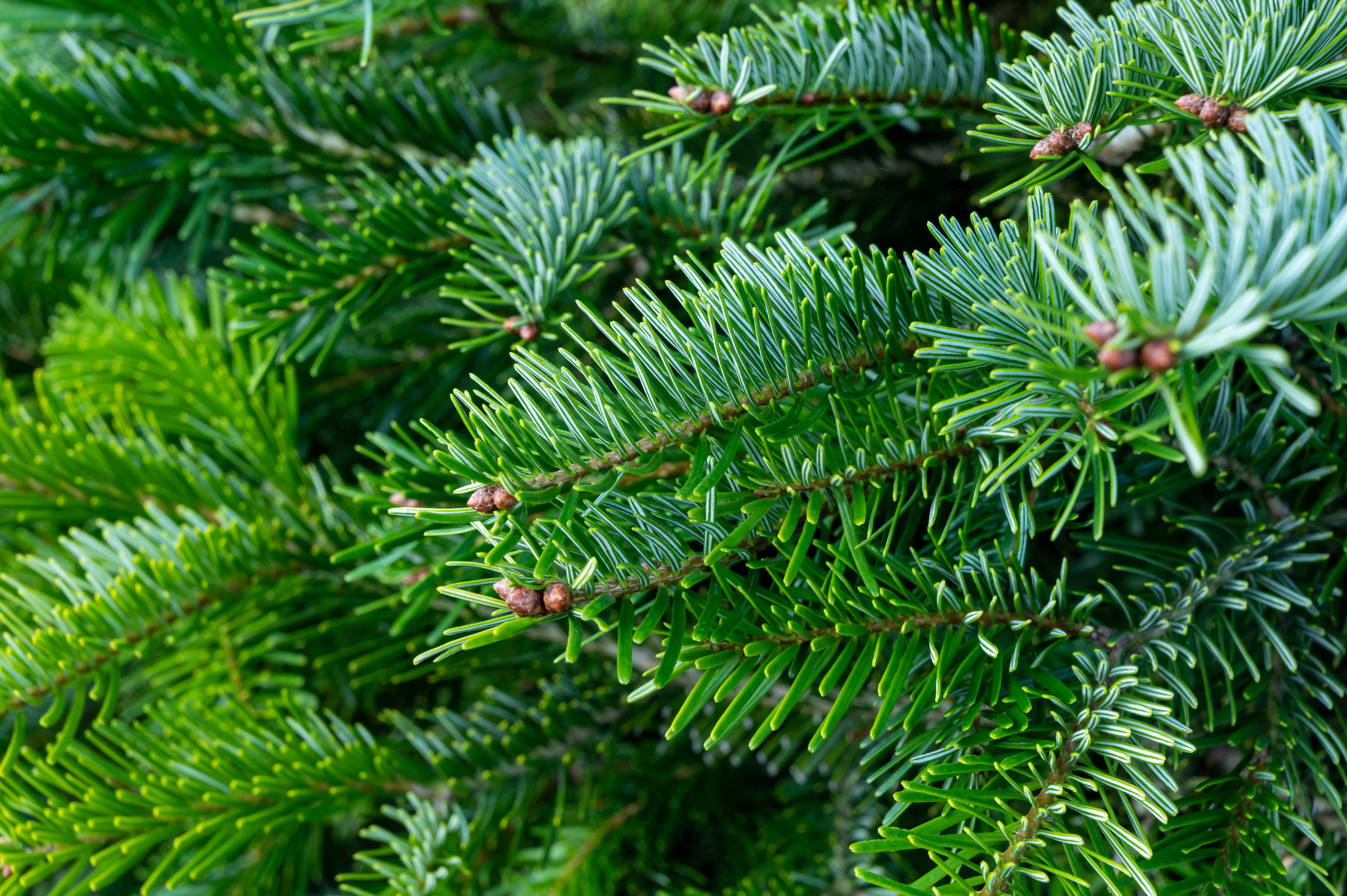 Close-up of vibrant green fir tree branches