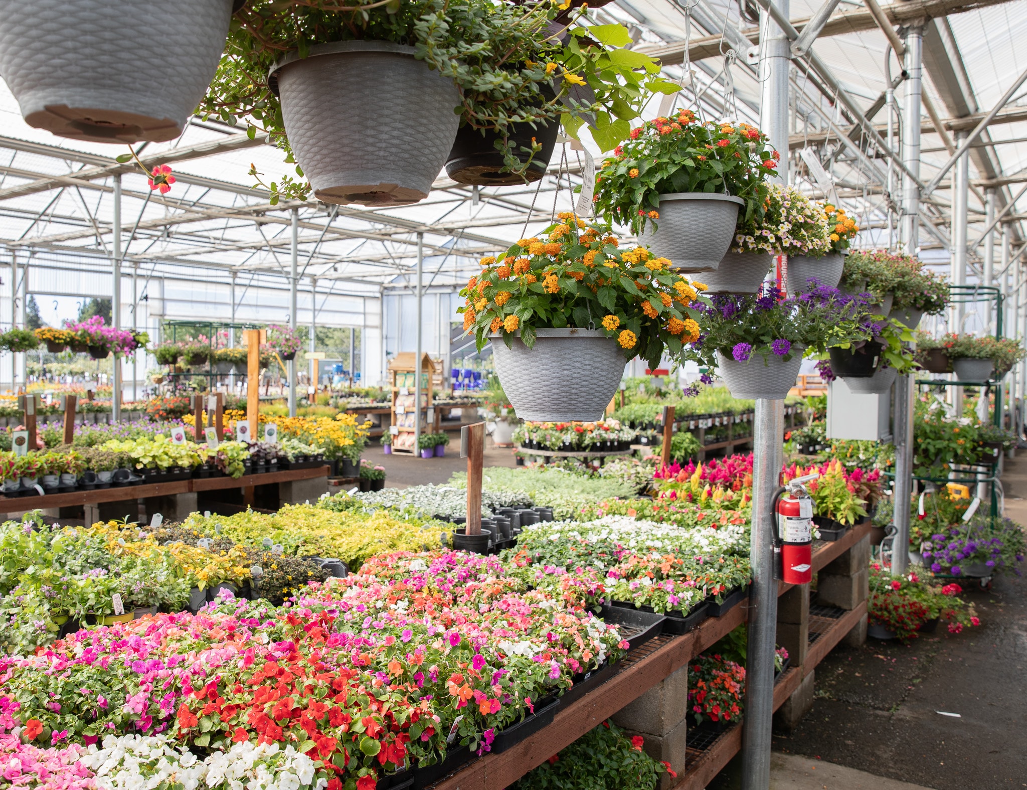 Colorful flowers and hanging plants filling a bright greenhouse