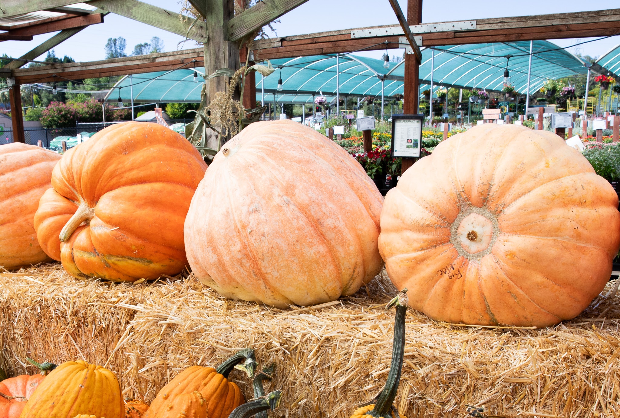 Three large pumpkins displayed on straw bales at an outdoor market