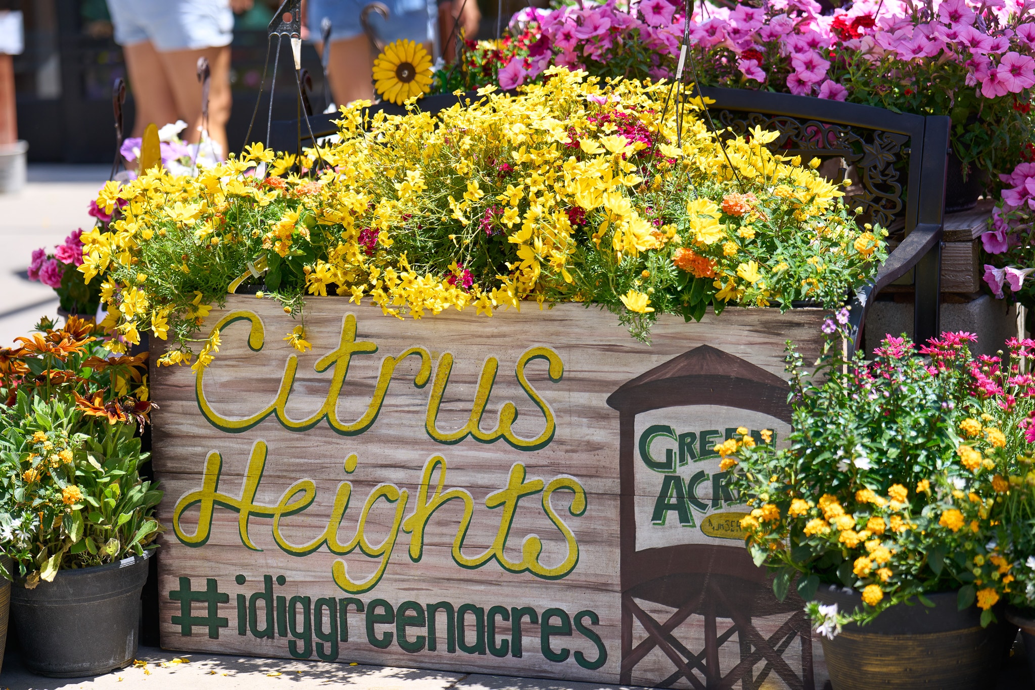 Wooden sign reading "Citrus Heights" surrounded by vibrant yellow flowers at a garden center