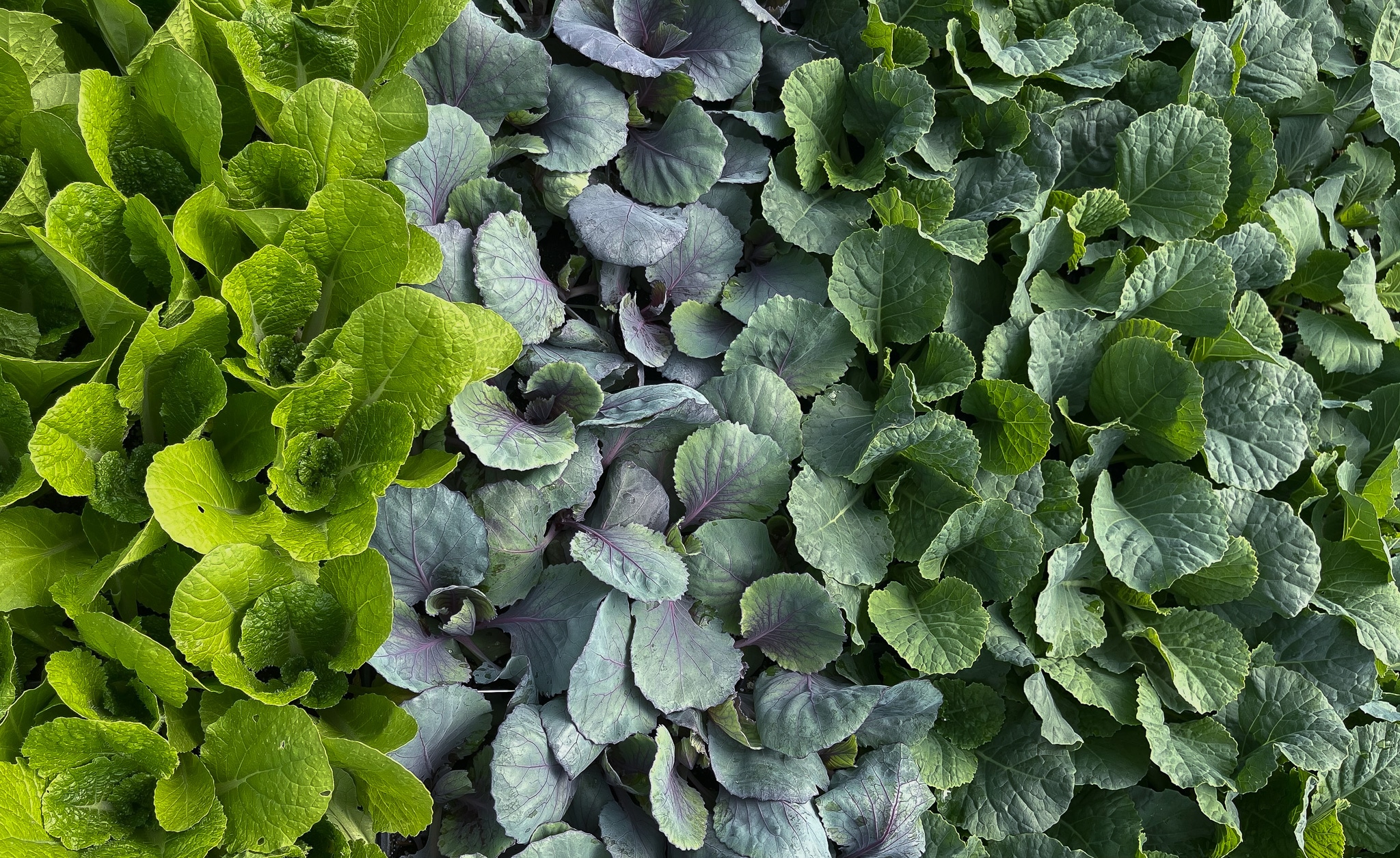 Close-up of green and purple succulent plants