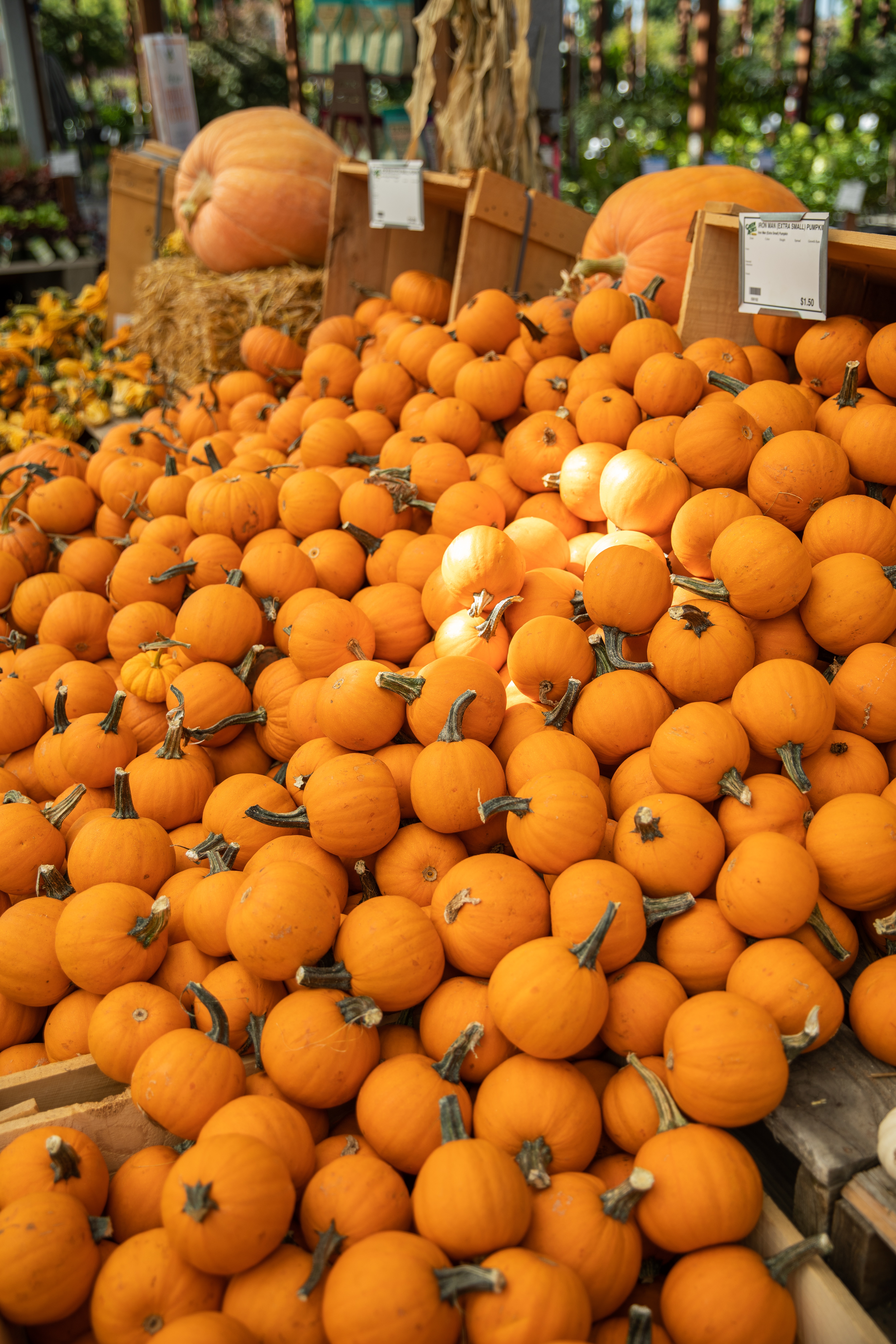 Pile of small orange pumpkins on display at a market