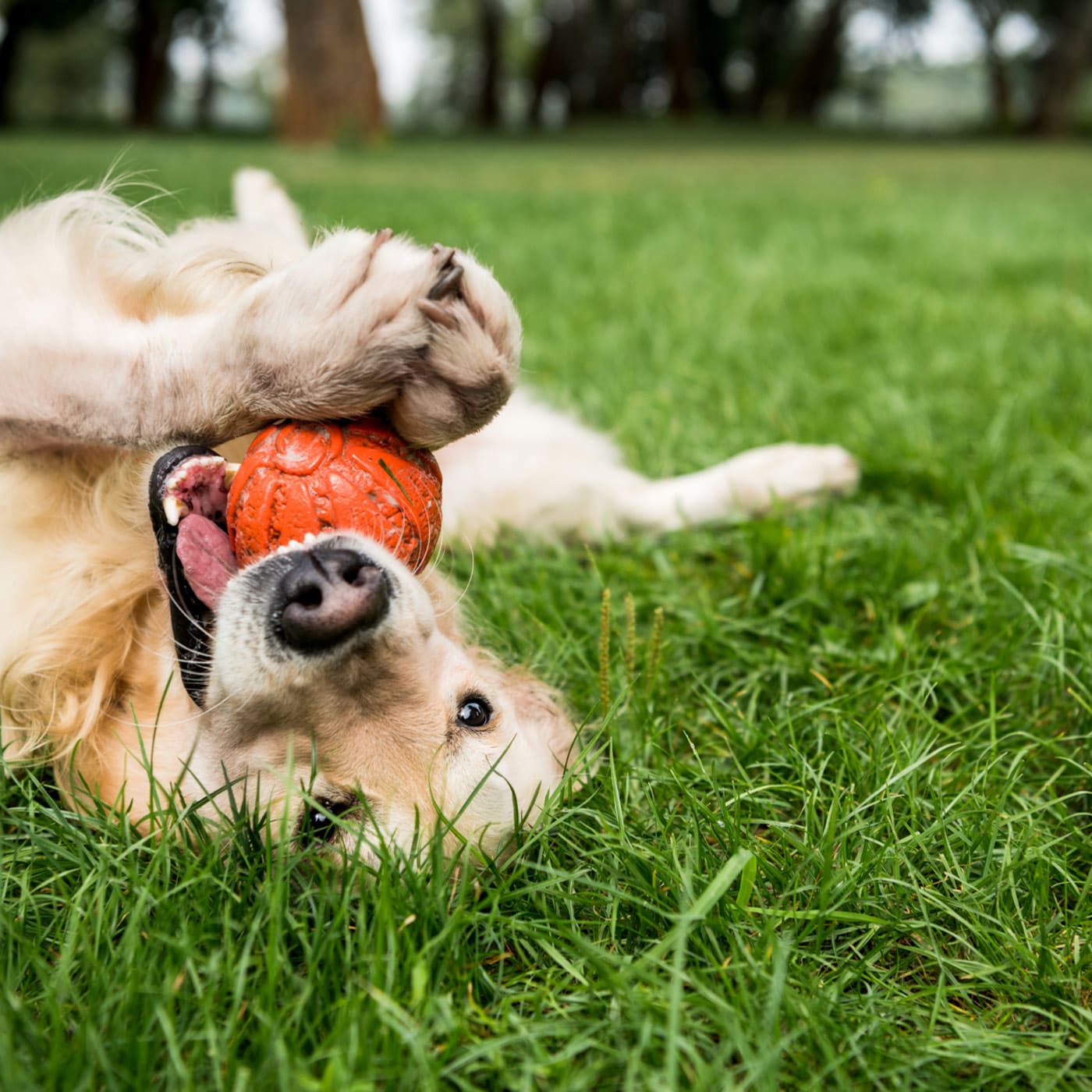 Golden retriever playing with a ball on grass, lying on its back