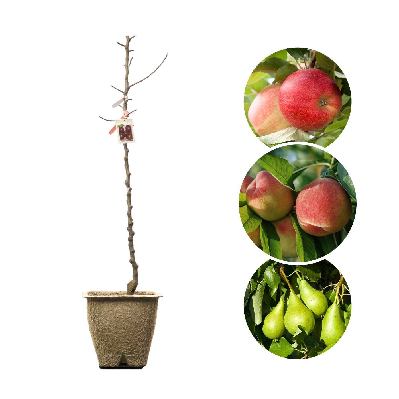 Young fruit tree in a pot next to images of assorted ripe fruit, suggesting its potential produce