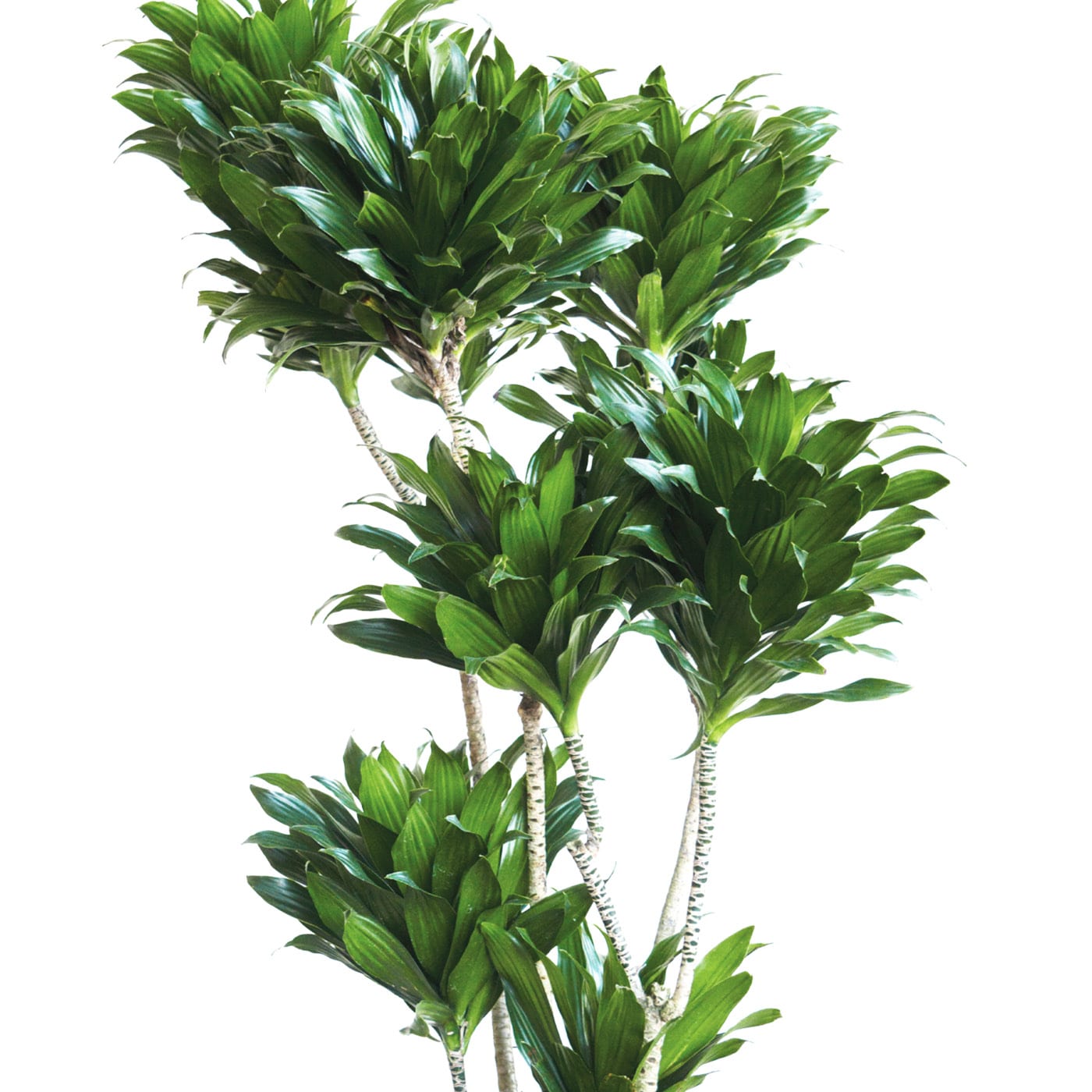 Green Dracaena plant with multiple leaves on slender trunks, isolated on a white background