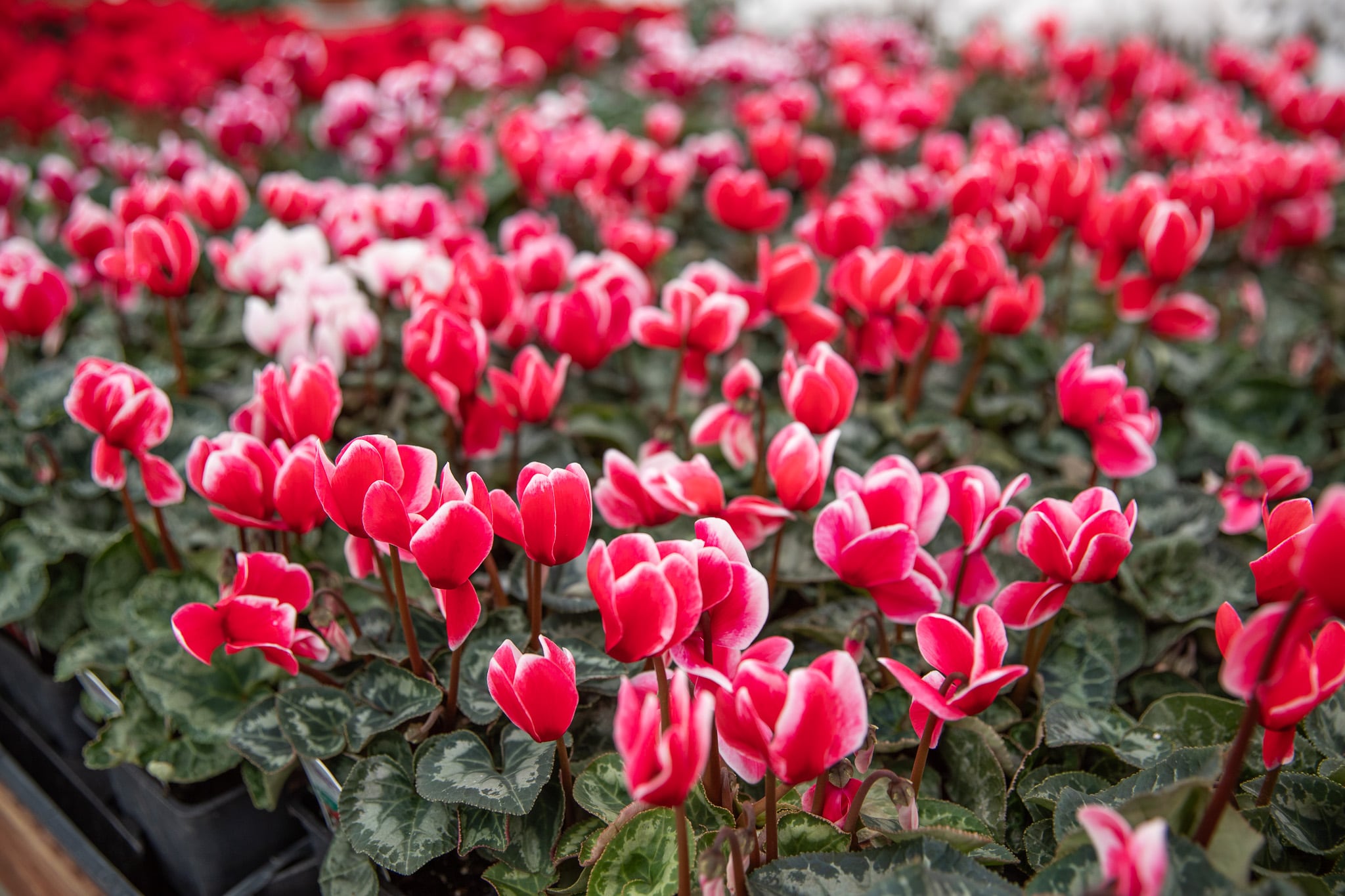 Rows of vibrant red and white cyclamen flowers at a garden center