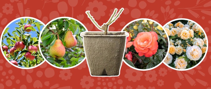Collage of garden images featuring fruits, a flowerpot with tools, and roses, set against a red background