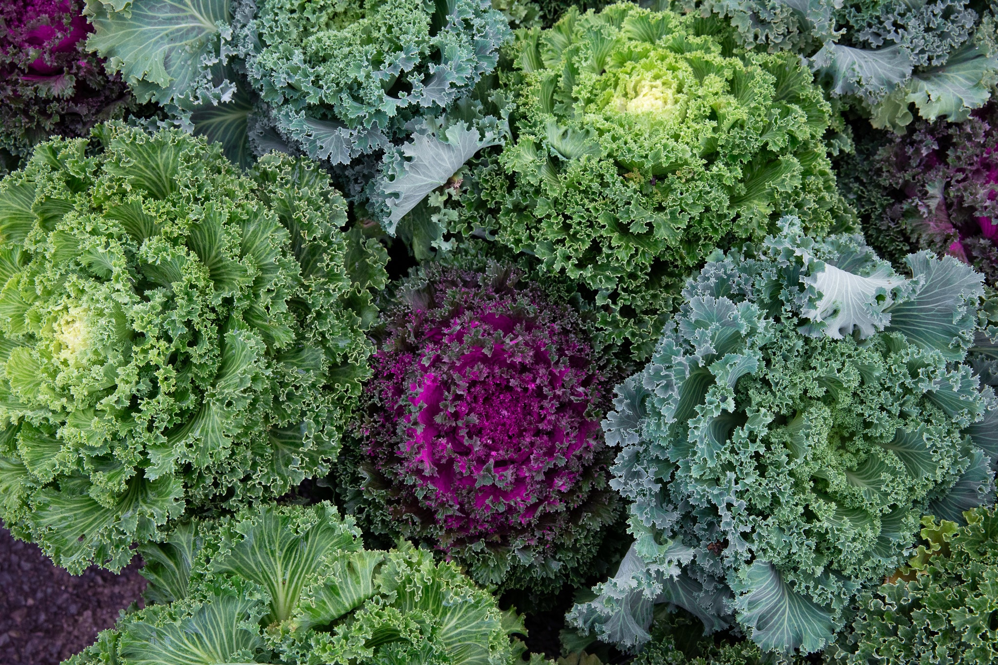 Close-up of various colorful ornamental cabbages
