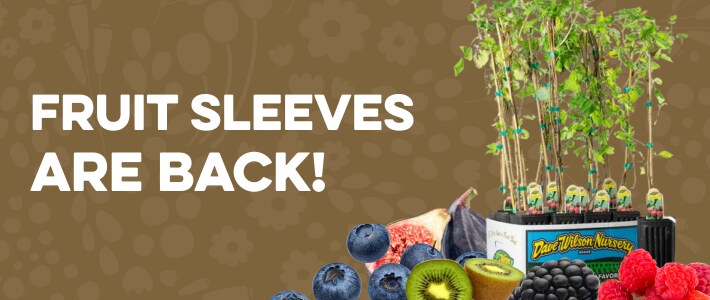 Advertisement for fruit sleeves featuring various fruits and a plant, with the text 'Fruit Sleeves are Back!