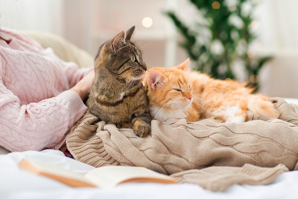 Deux chats se câlinant sur un lit douillet, non publicitaire