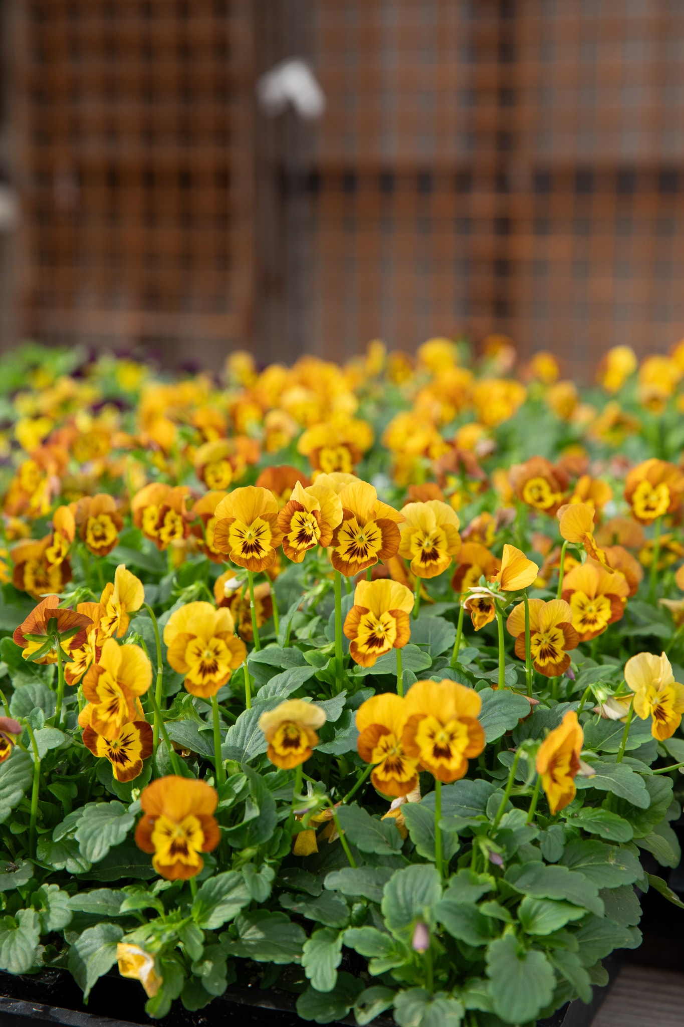 Trays of yellow pansies in a nursery with a wooden lattice in the background