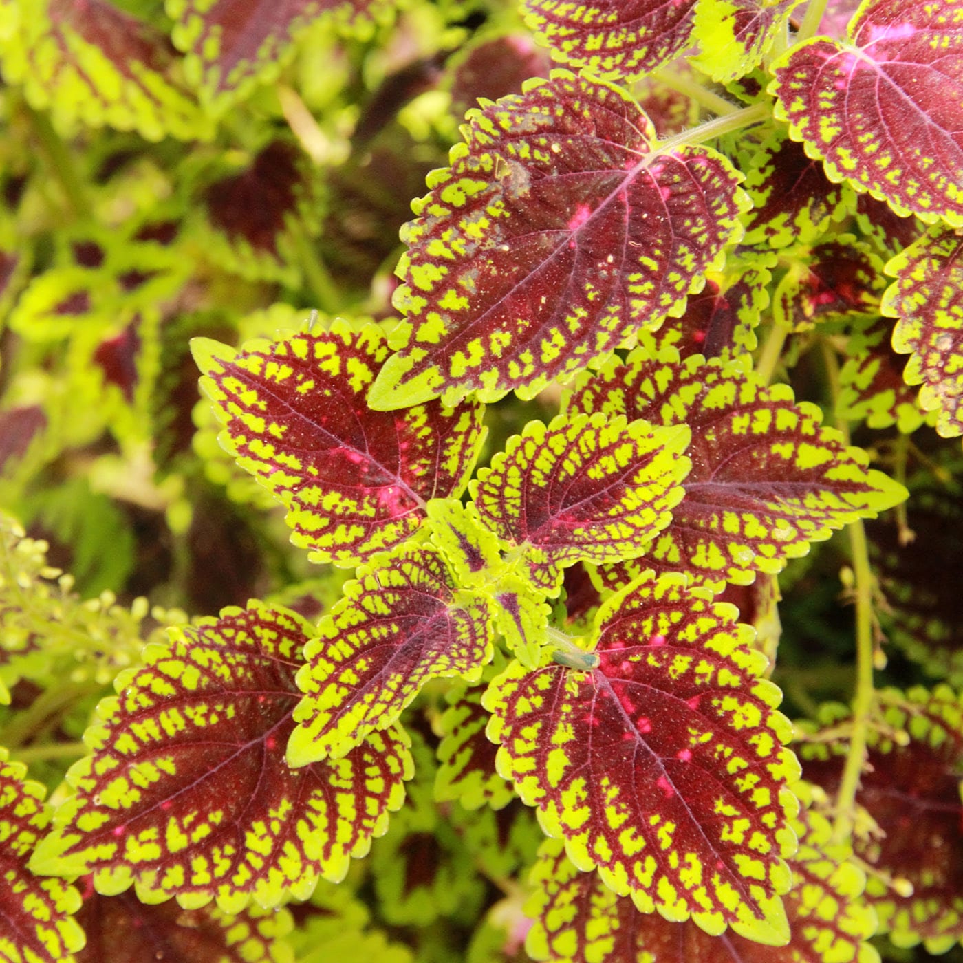 Close-up of colorful coleus leaves with vibrant red and yellow patterns