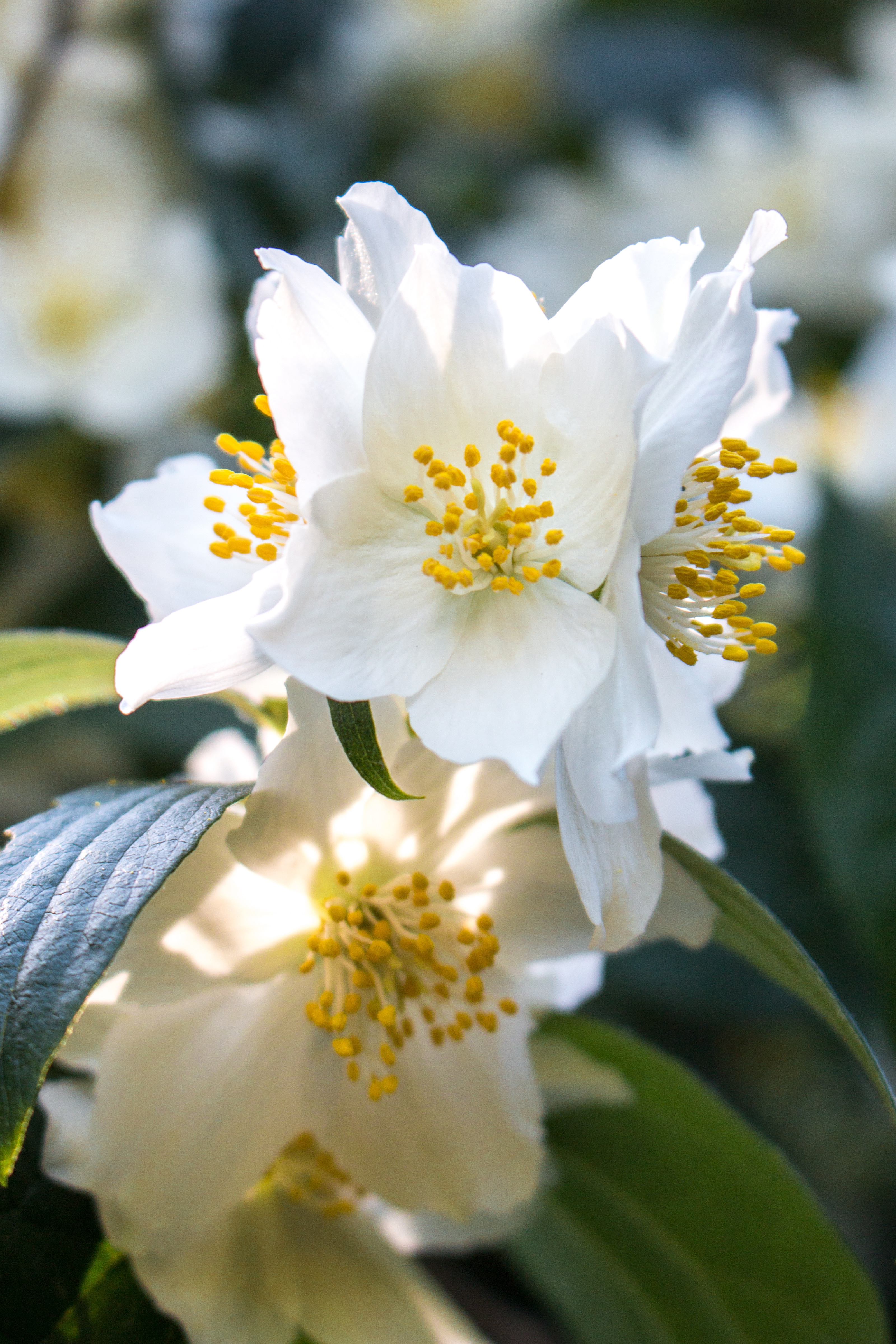 Close-up of white jasmine flowers with yellow centers in sunlight