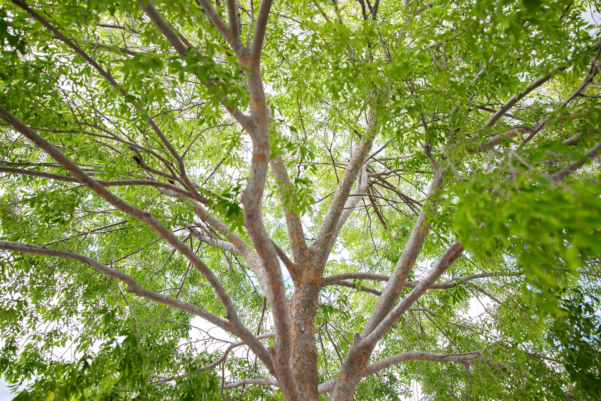 Trees — Tagged 