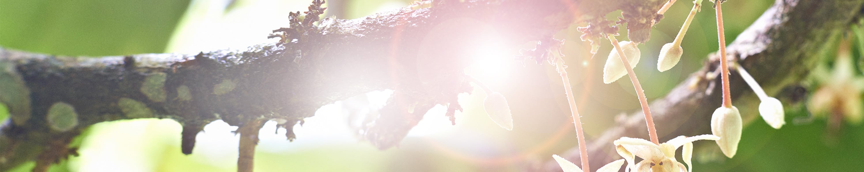 Sunlight shining through leaves on a tree branch