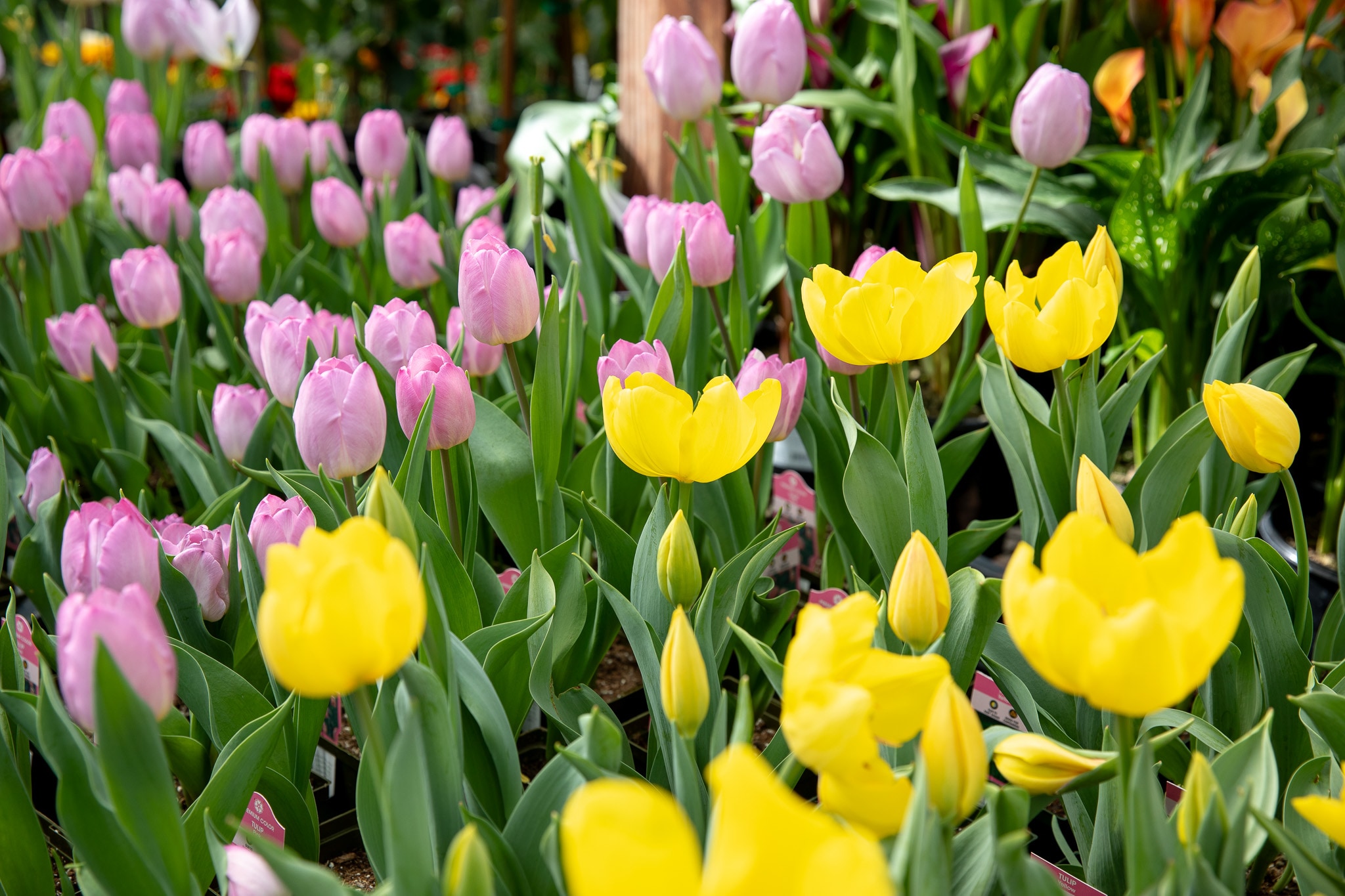 Yellow and purple tulips blooming in a lush garden