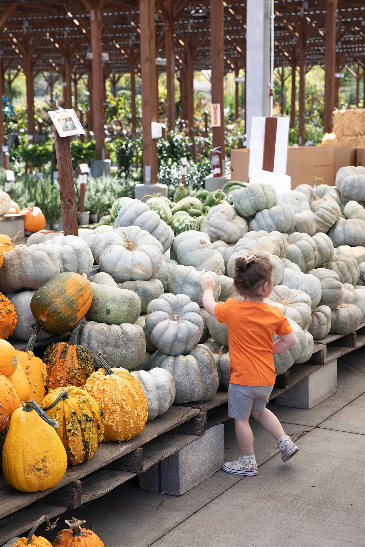 Toddler reaching for large gray pumpkins at a market