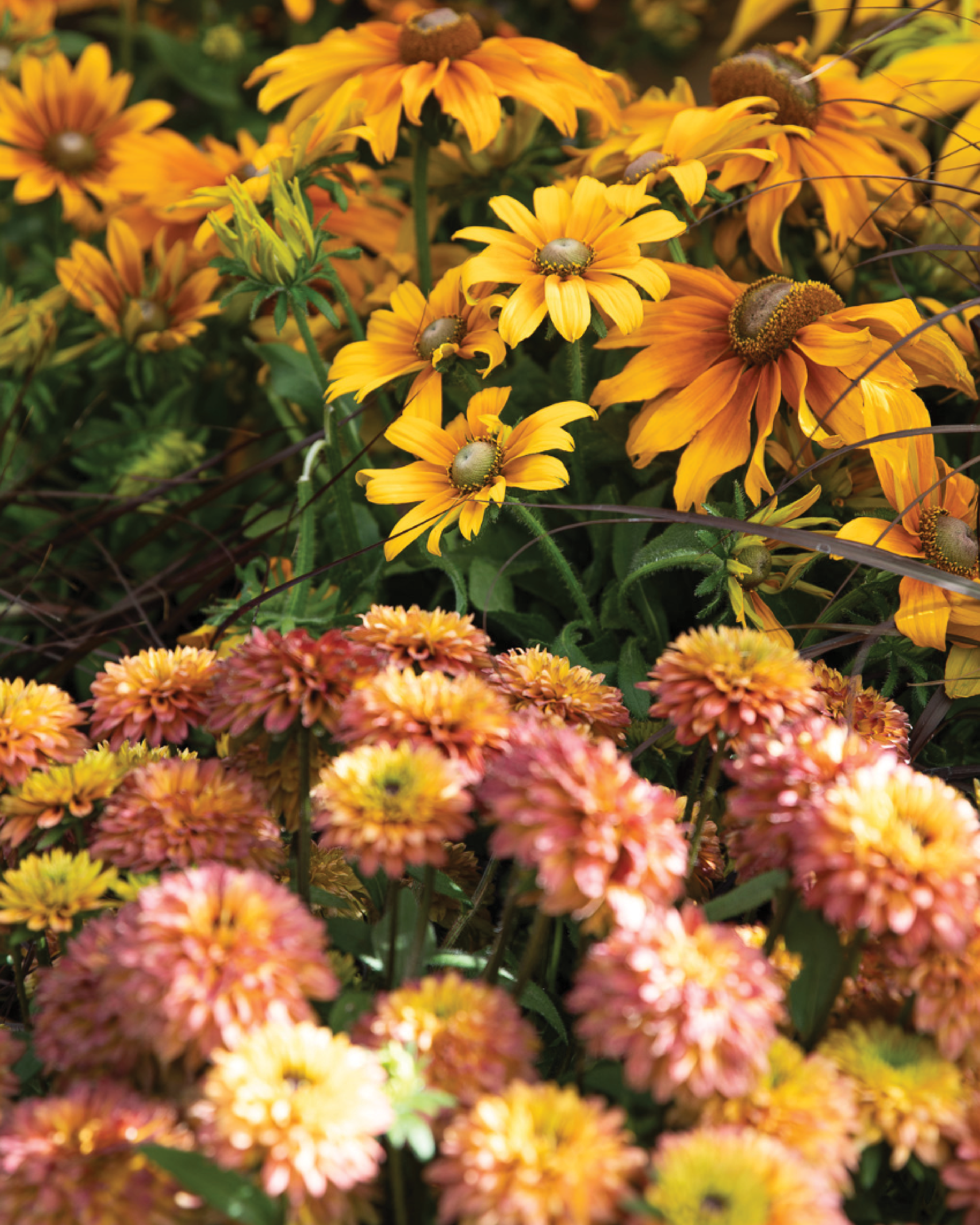 Yellow daisy-like flowers and pink chrysanthemums blooming in a garden