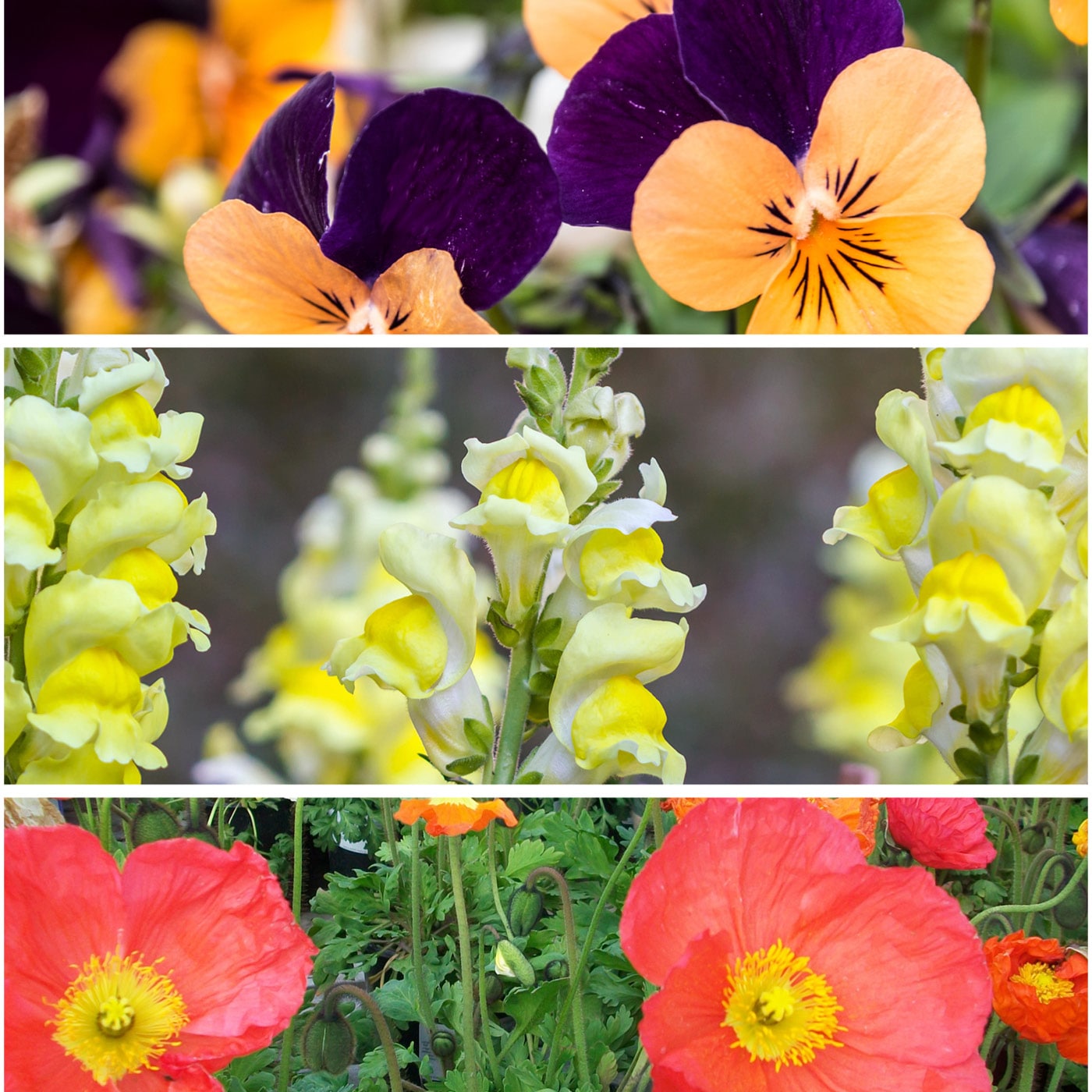 Three panels showing diverse flowers: top with purple and yellow pansies, middle with yellow snapdragons, bottom with red poppies