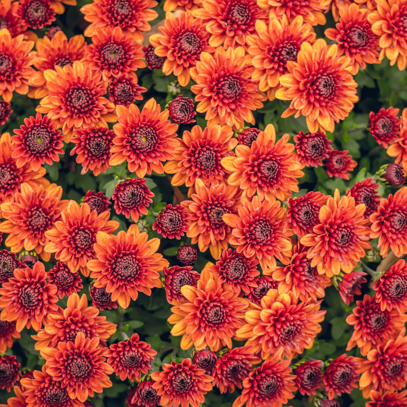 Close-up of vibrant orange chrysanthemums filling the frame