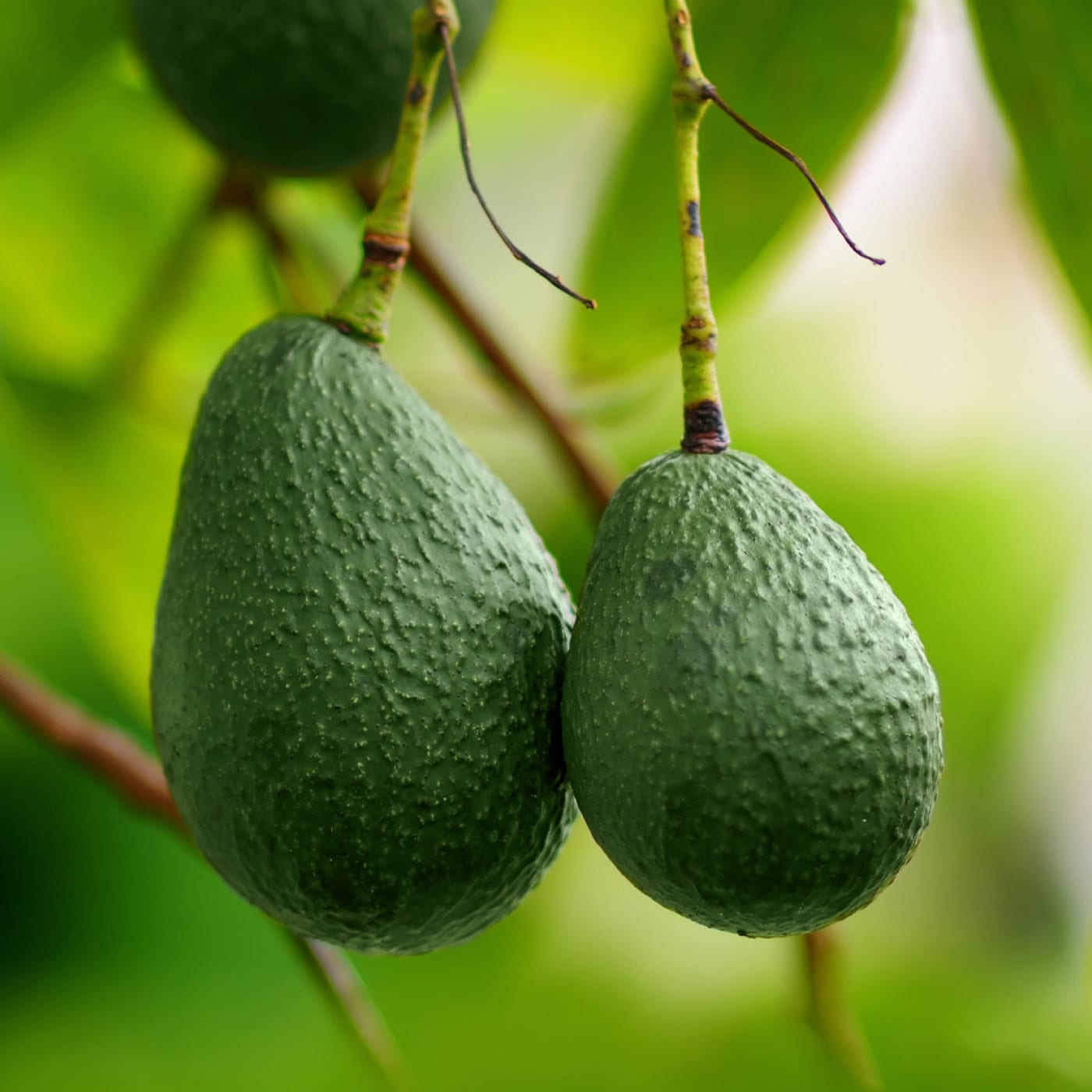 Two avocados hanging from a branch, with a blurred green background