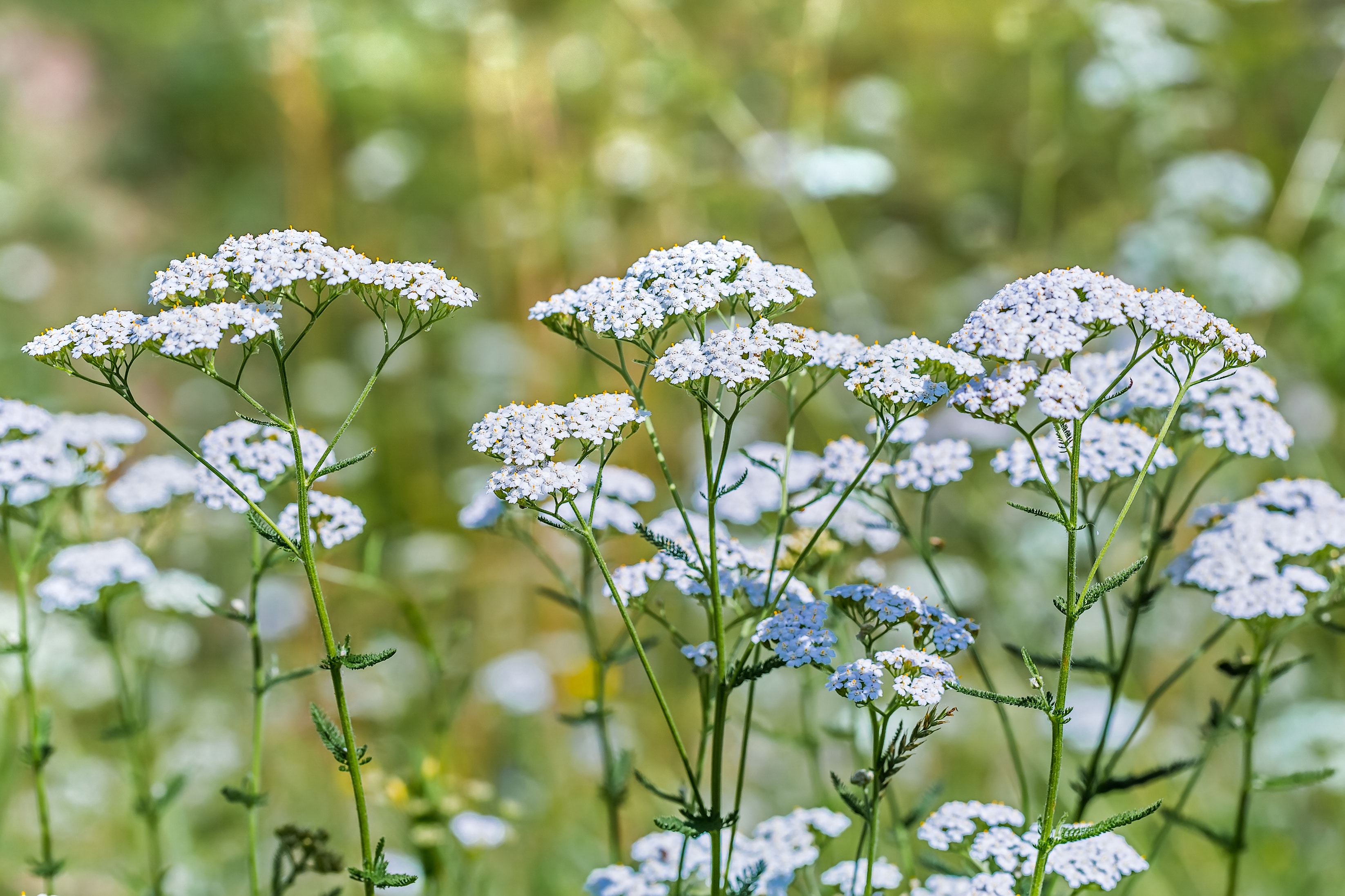 White and blue flowers against a soft green background